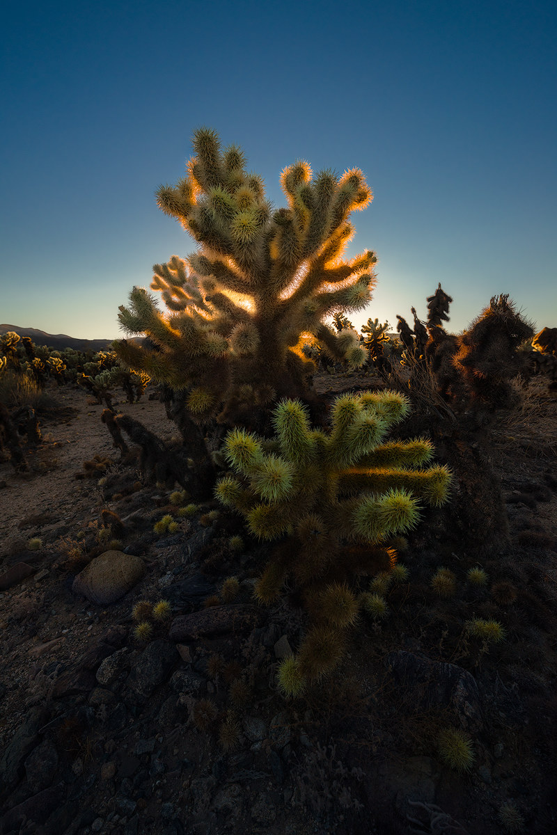 Joshua Tree