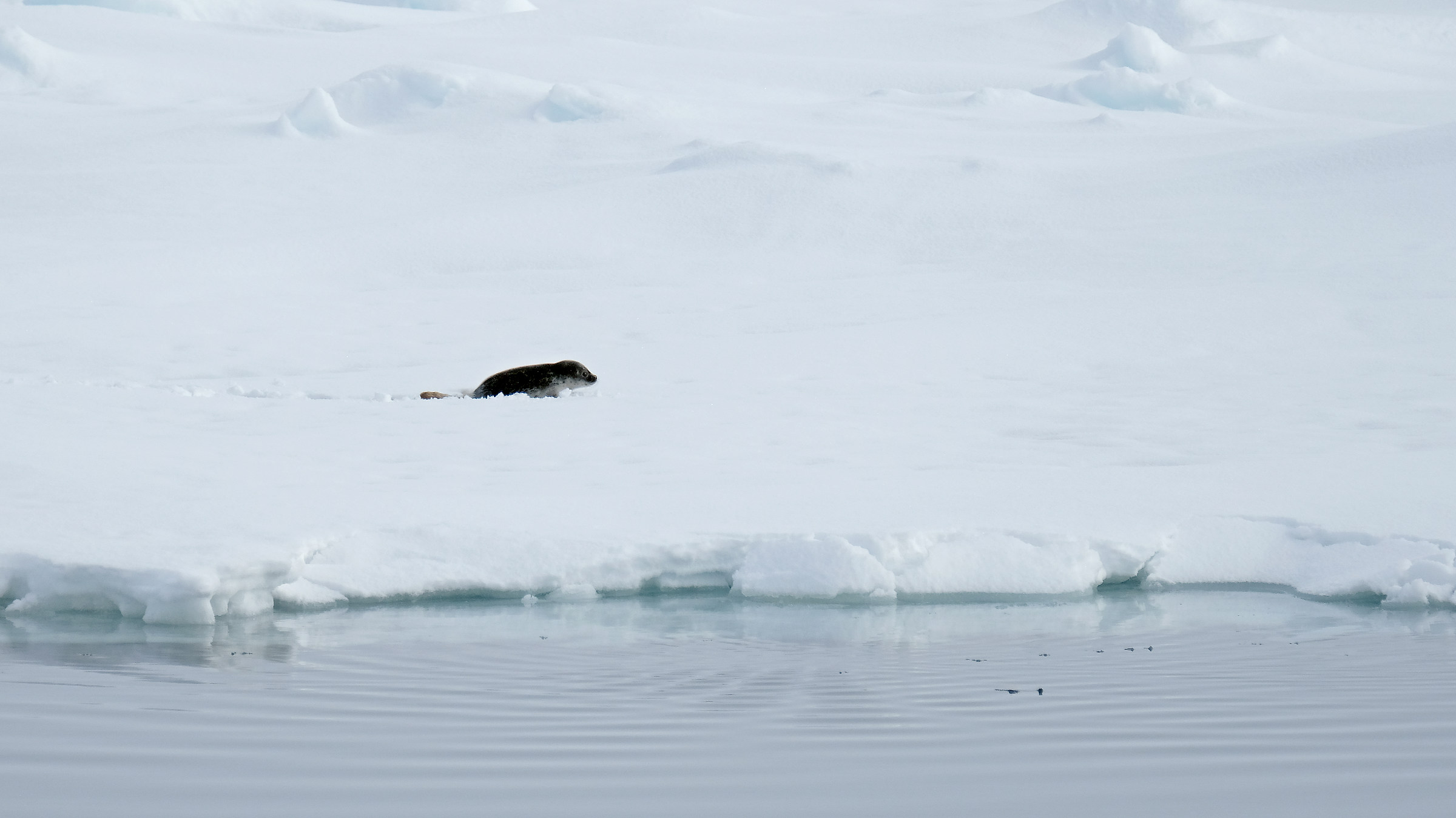 Cucciolo di Pusa hispida (Mar Artico)