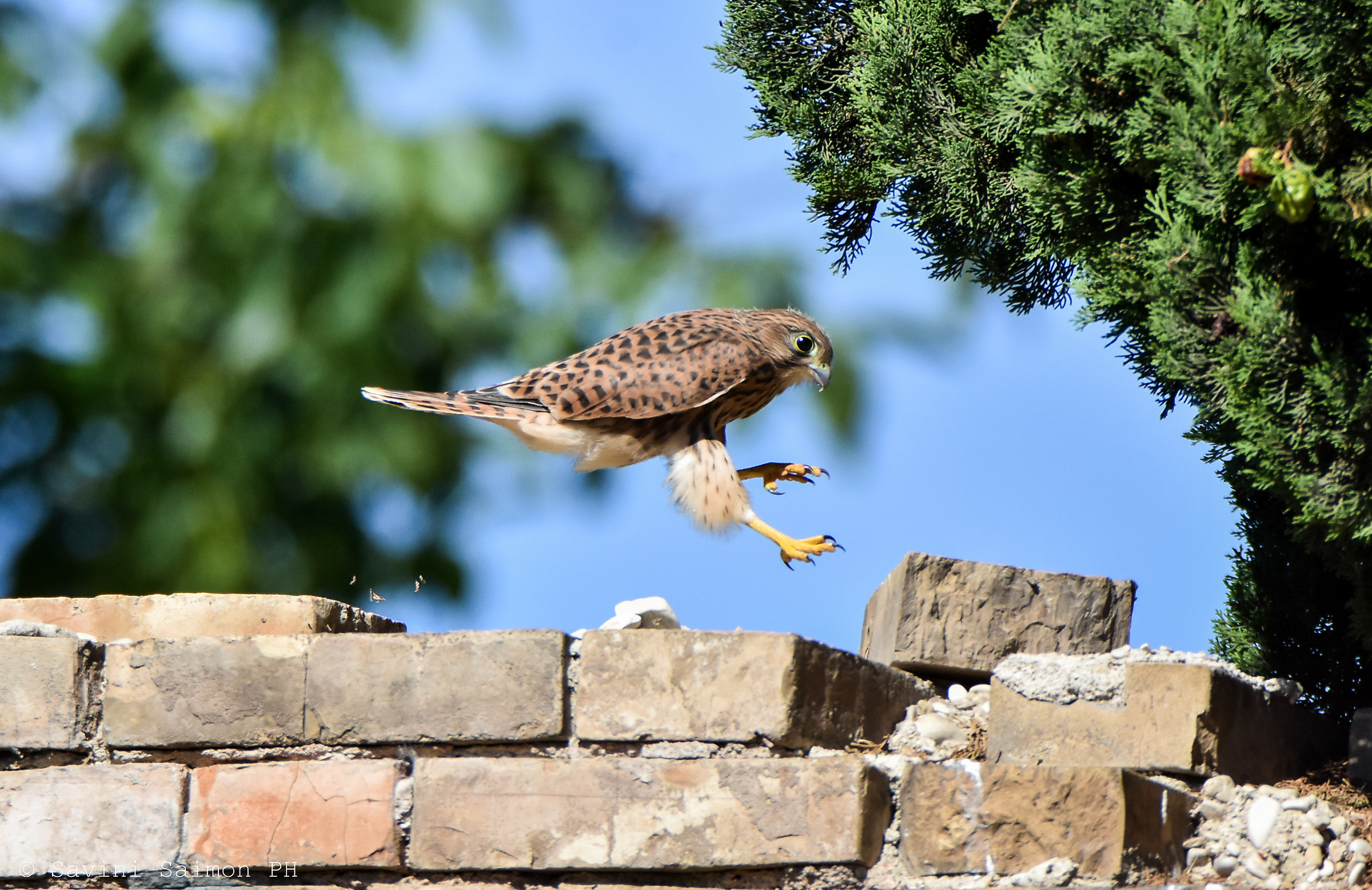 Gheppio Falco Tinnunculus "giovane" 4