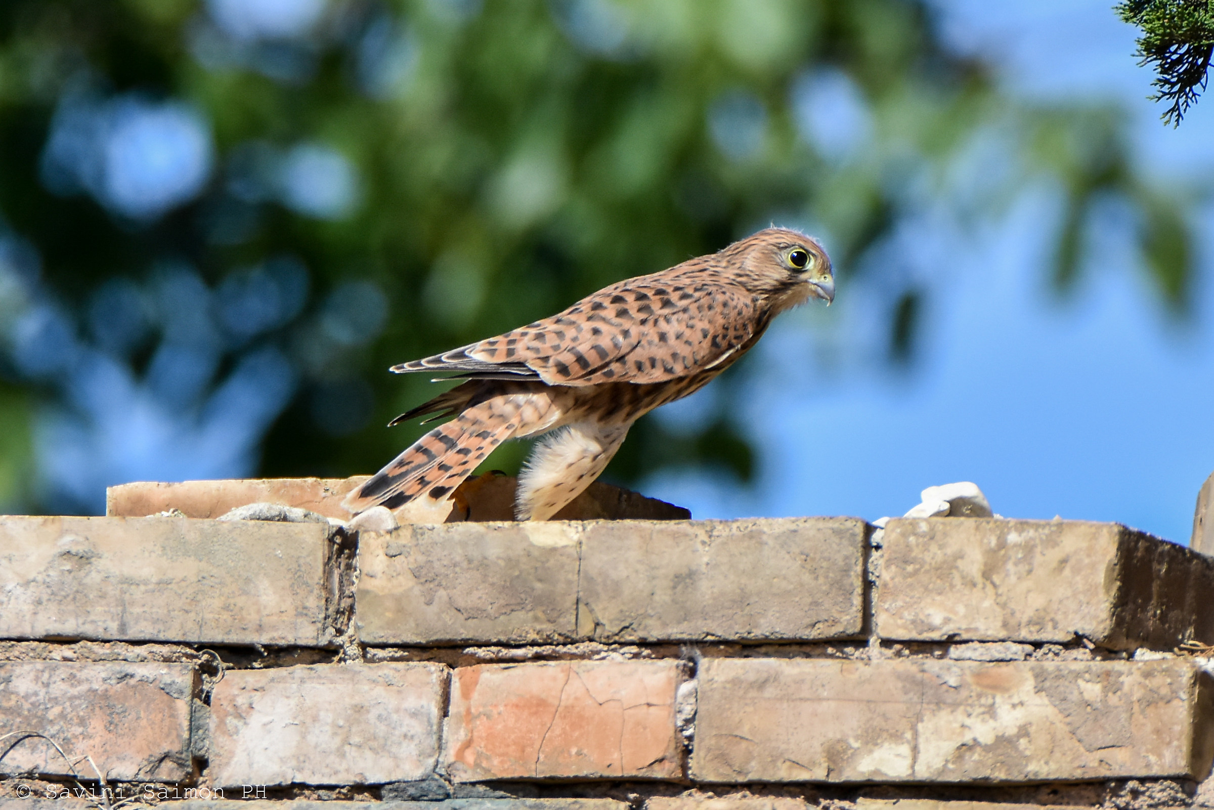 Gheppio Falco Tinnunculus "giovane" 5
