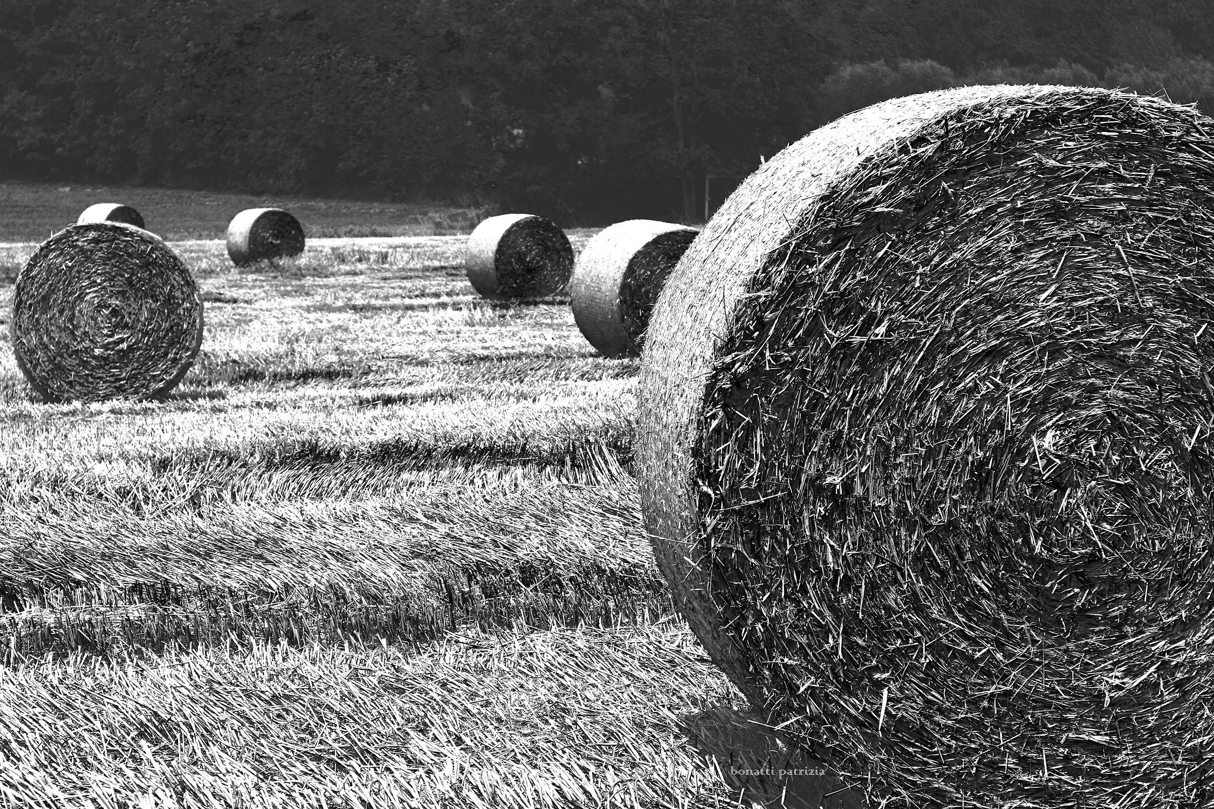 Quel che resta della mietitura