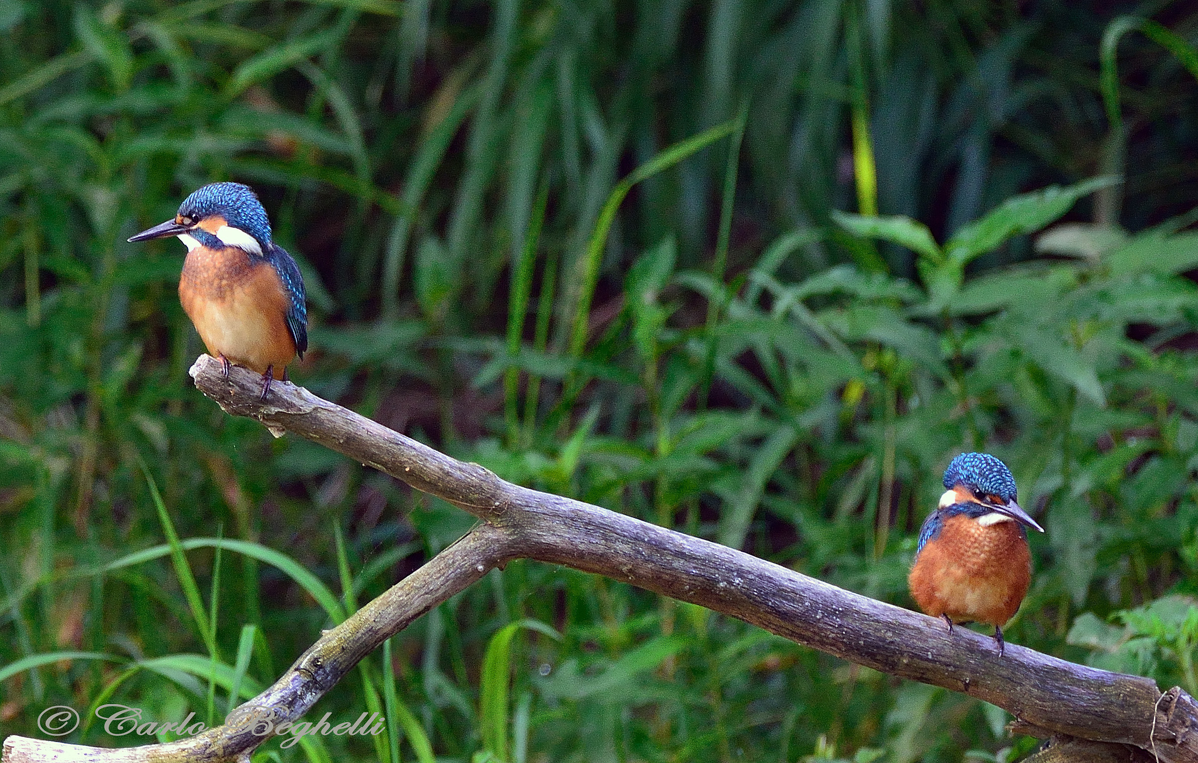 The Union is the strength