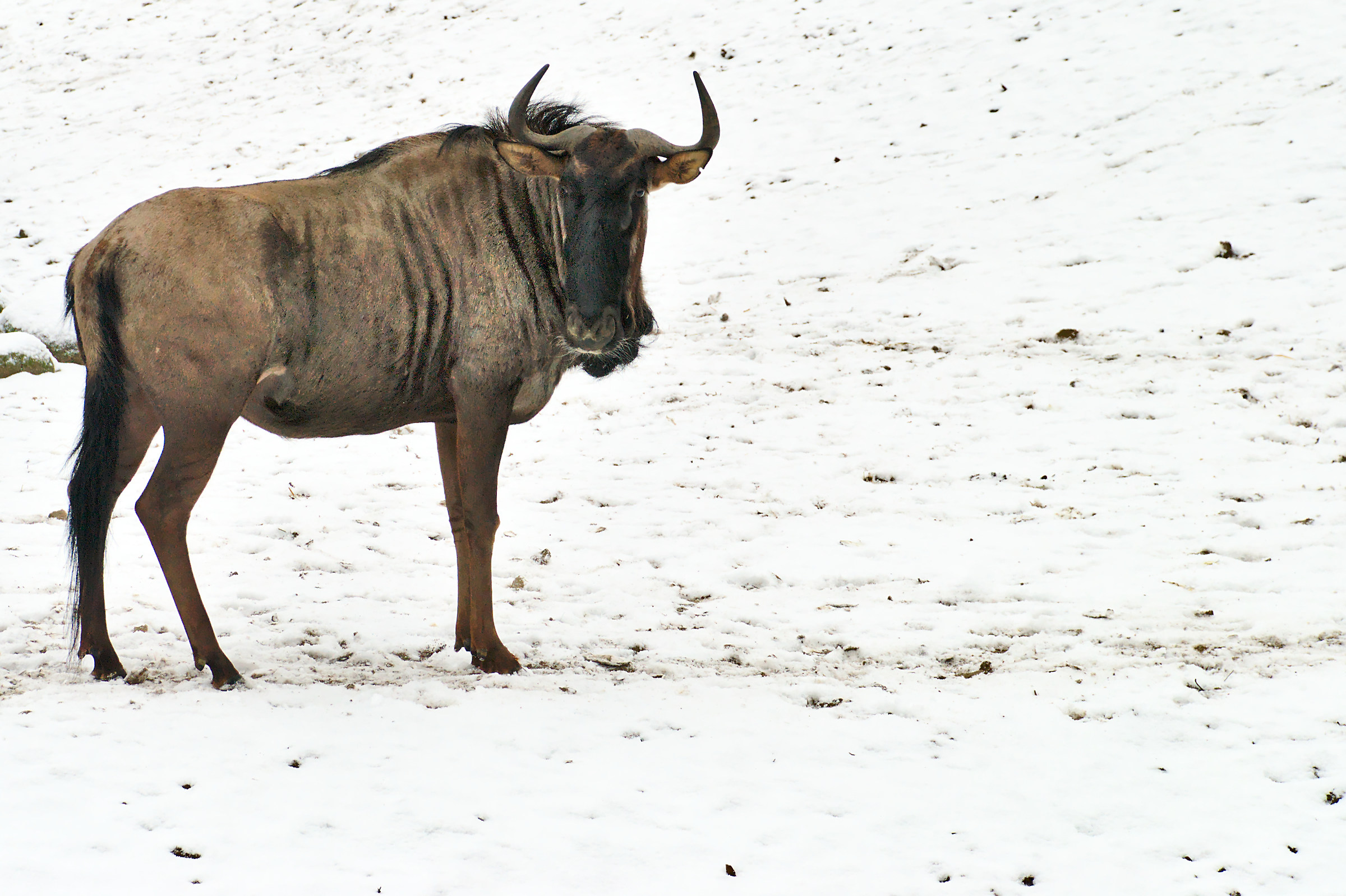 Gnu on Snow