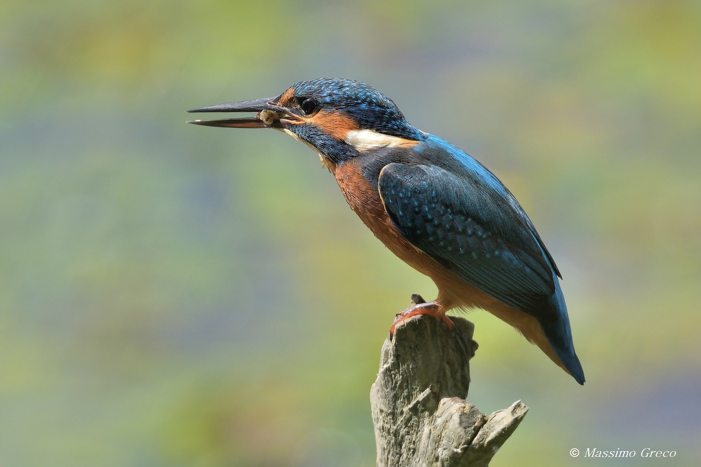 Kingfisher