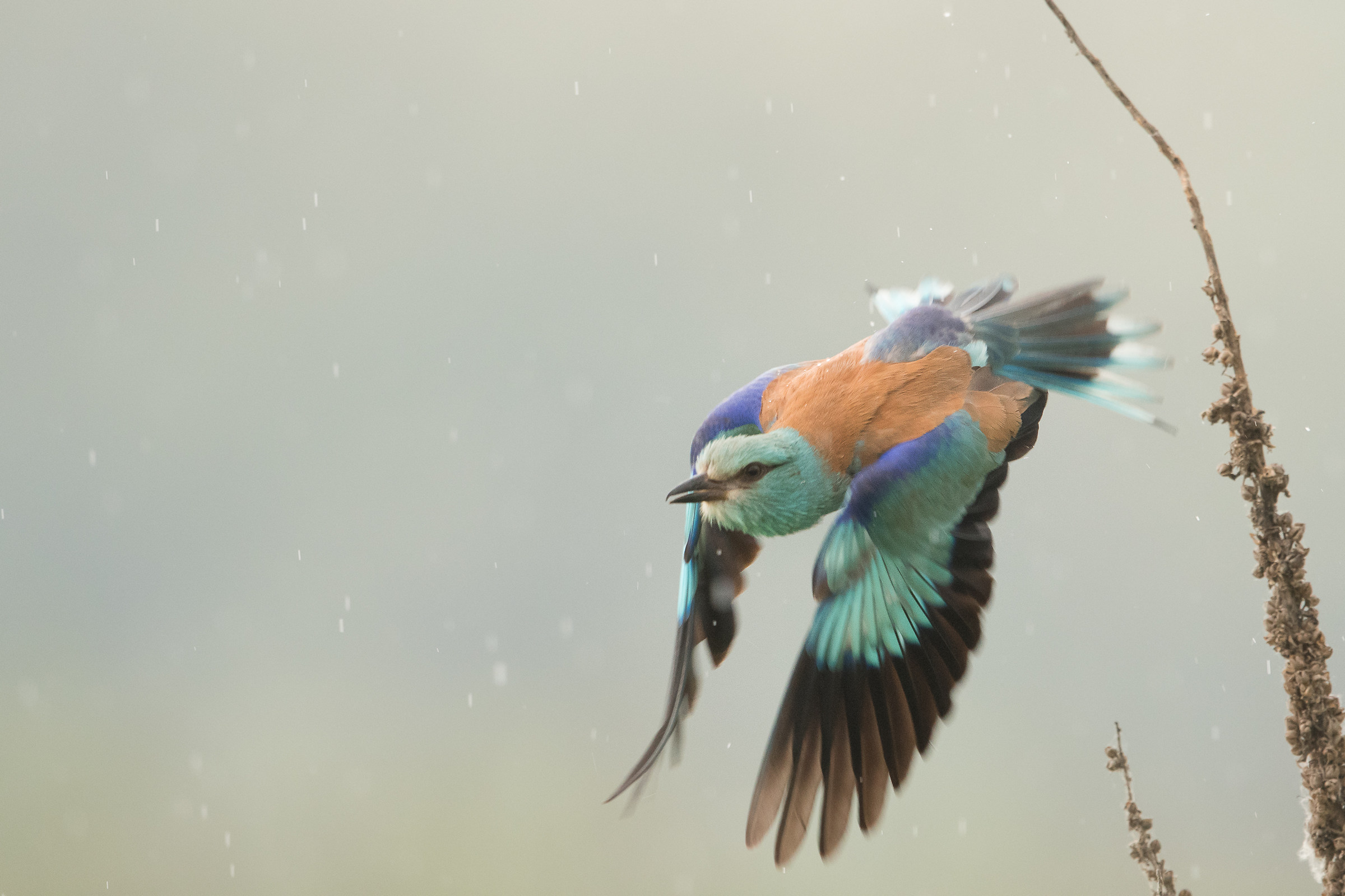 Take off in the rain