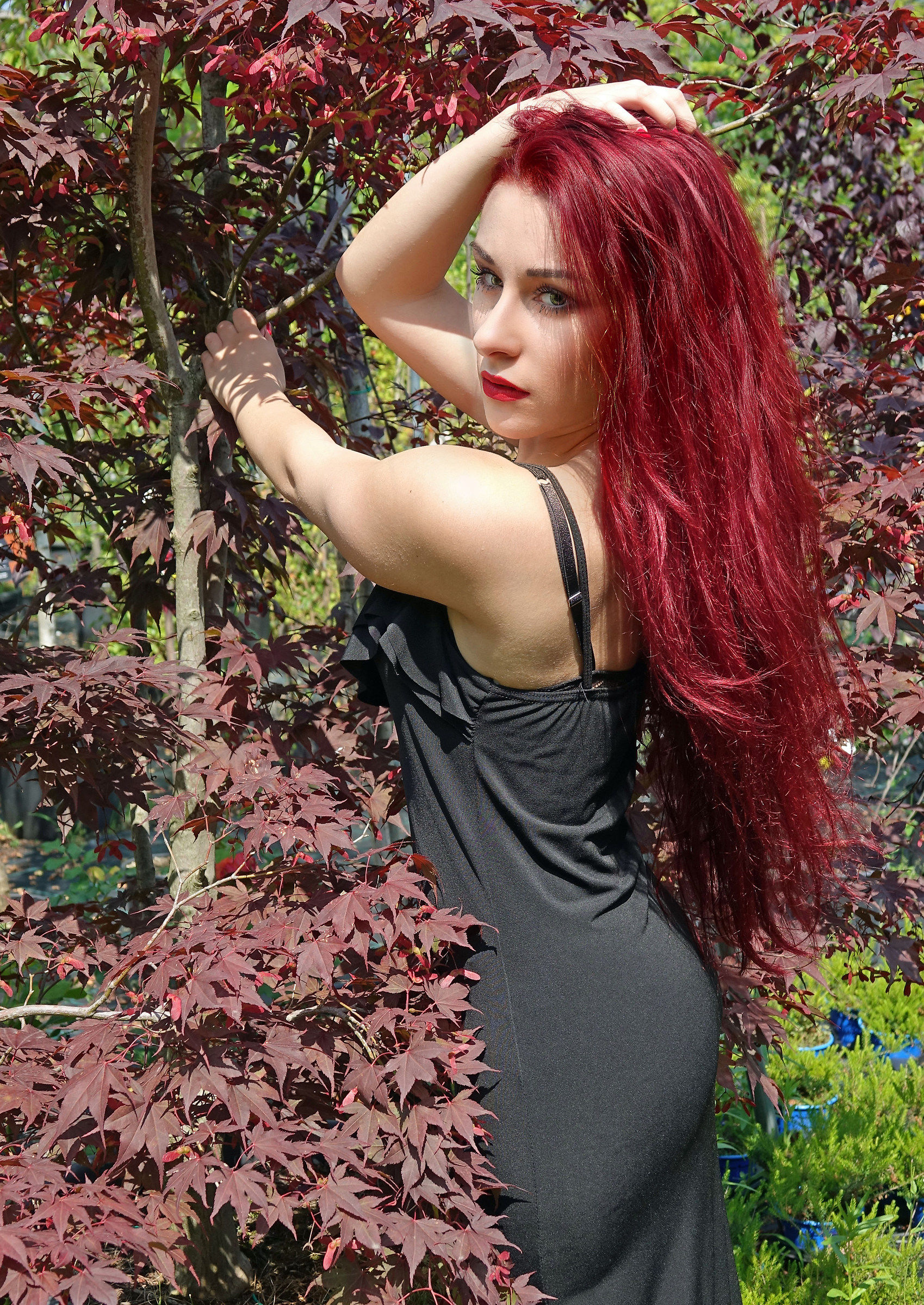 Asia Shooting Orchidea