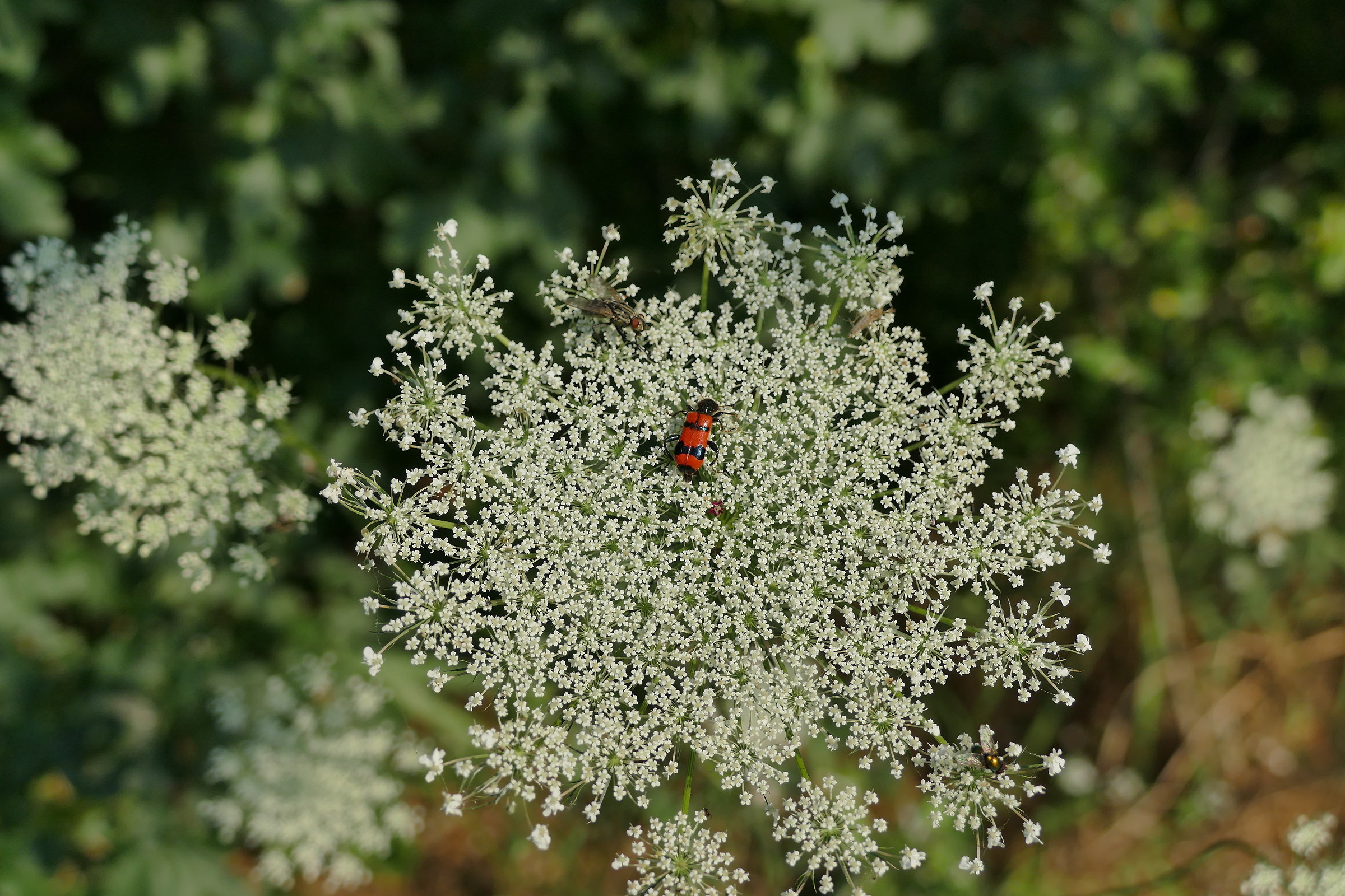 competizione x il nettare!!