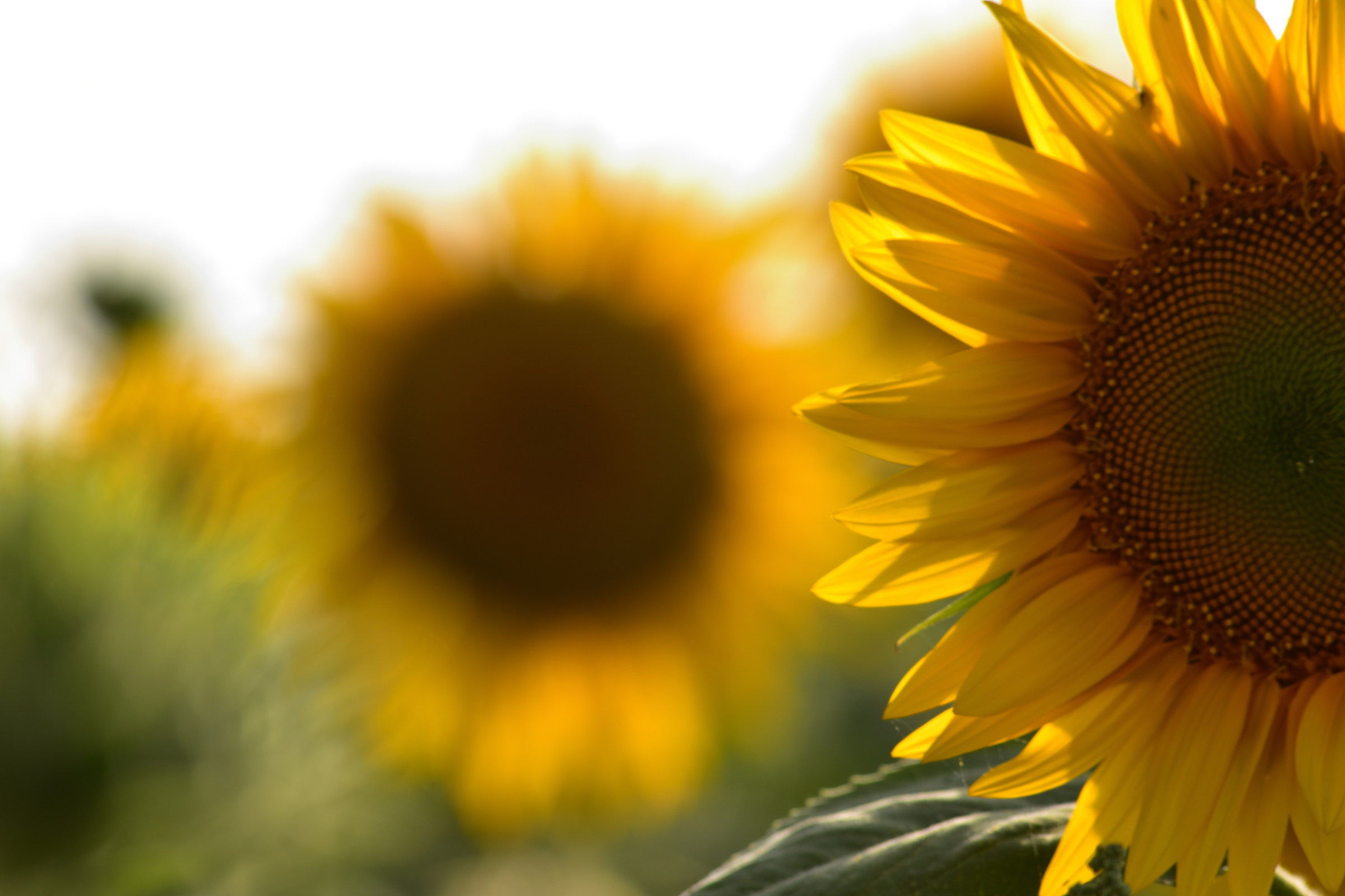 E come un girasole giro intorno a te...