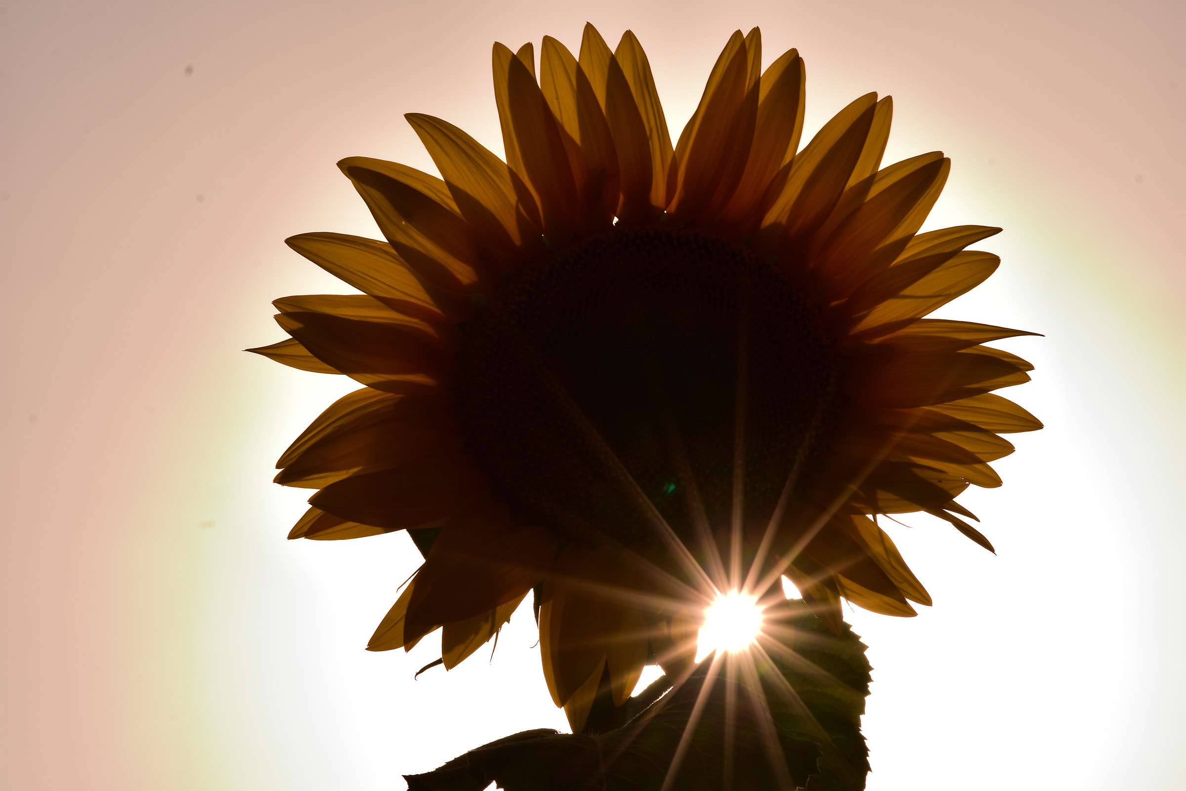 A rebellious sunflower!