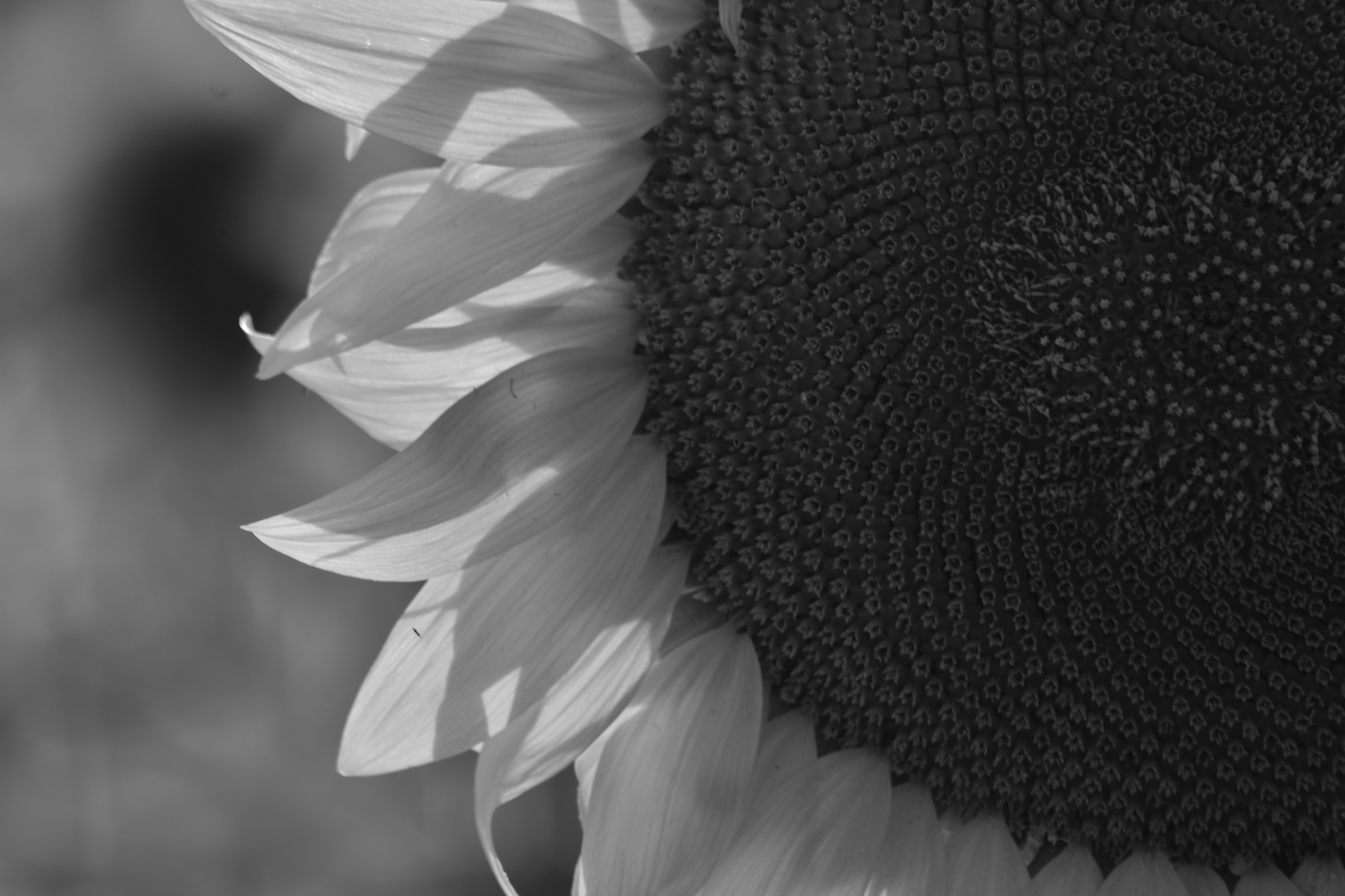 Splendore di riflessi