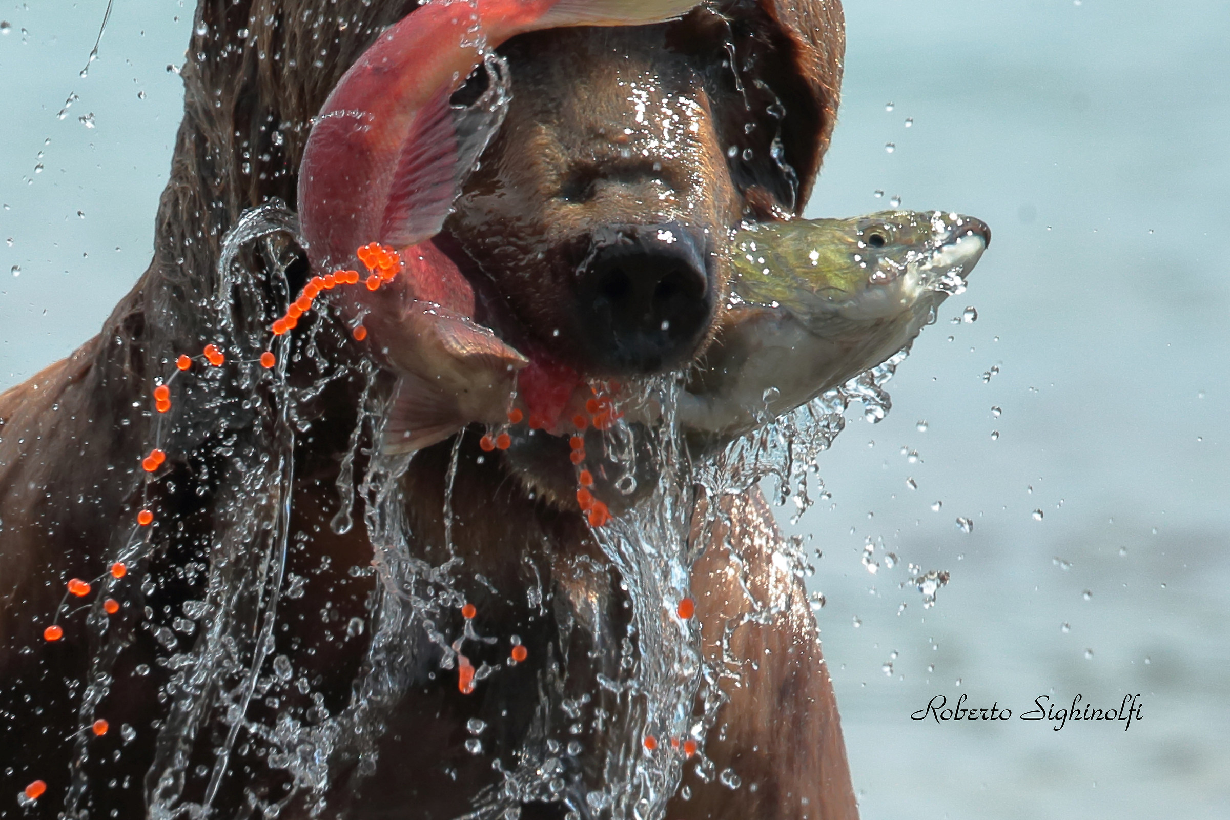 Detail of the effect of the salmon bite