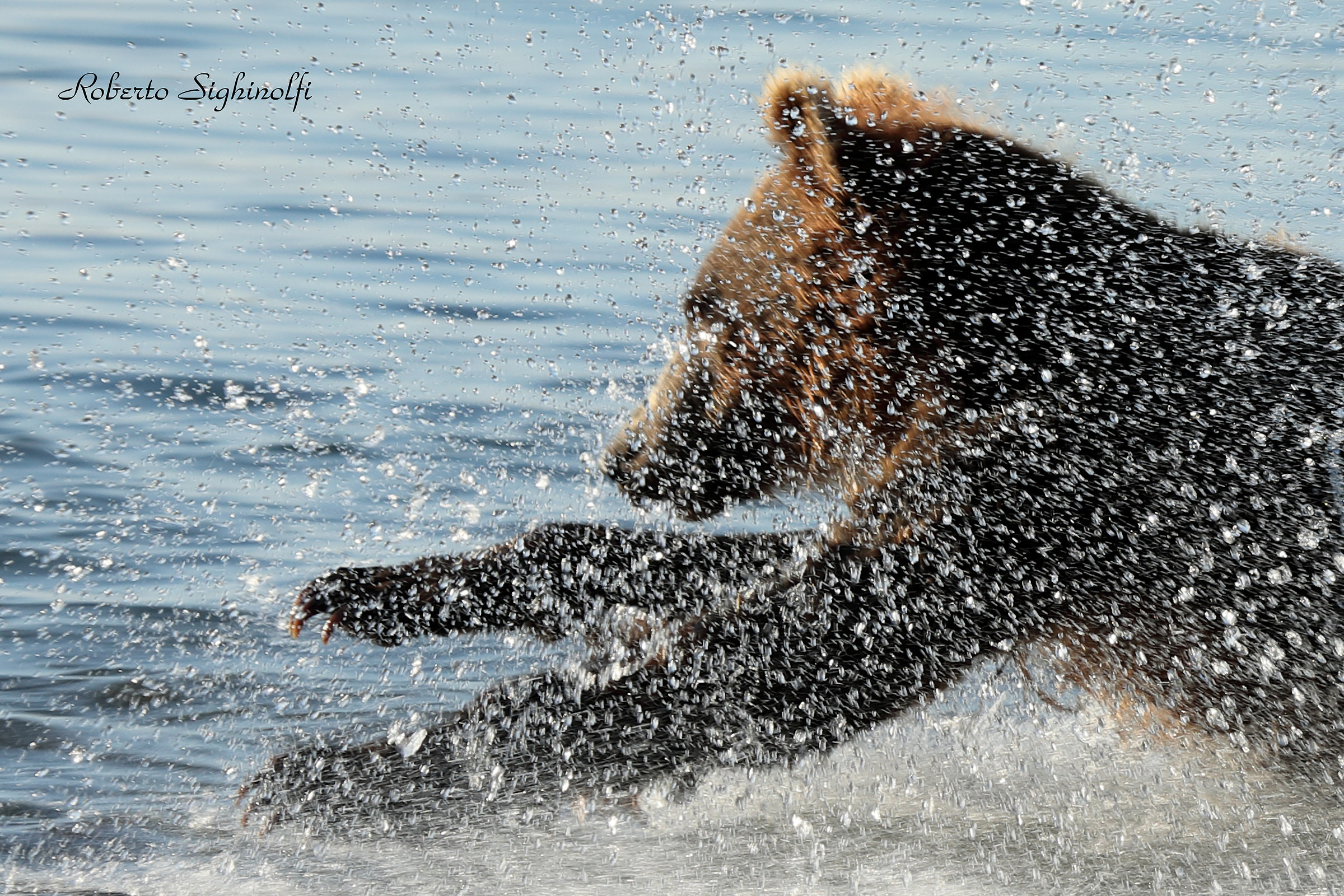 Dive with sketch and subject semi blurry