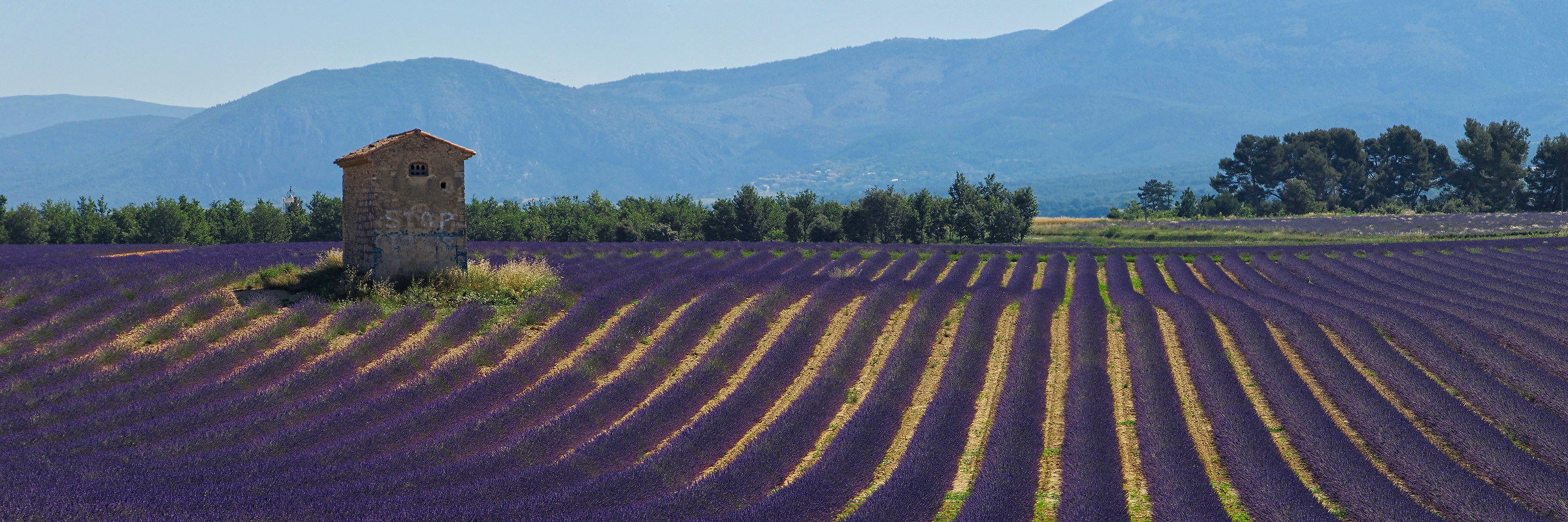 Lavender fields near Puimoisson, Provence