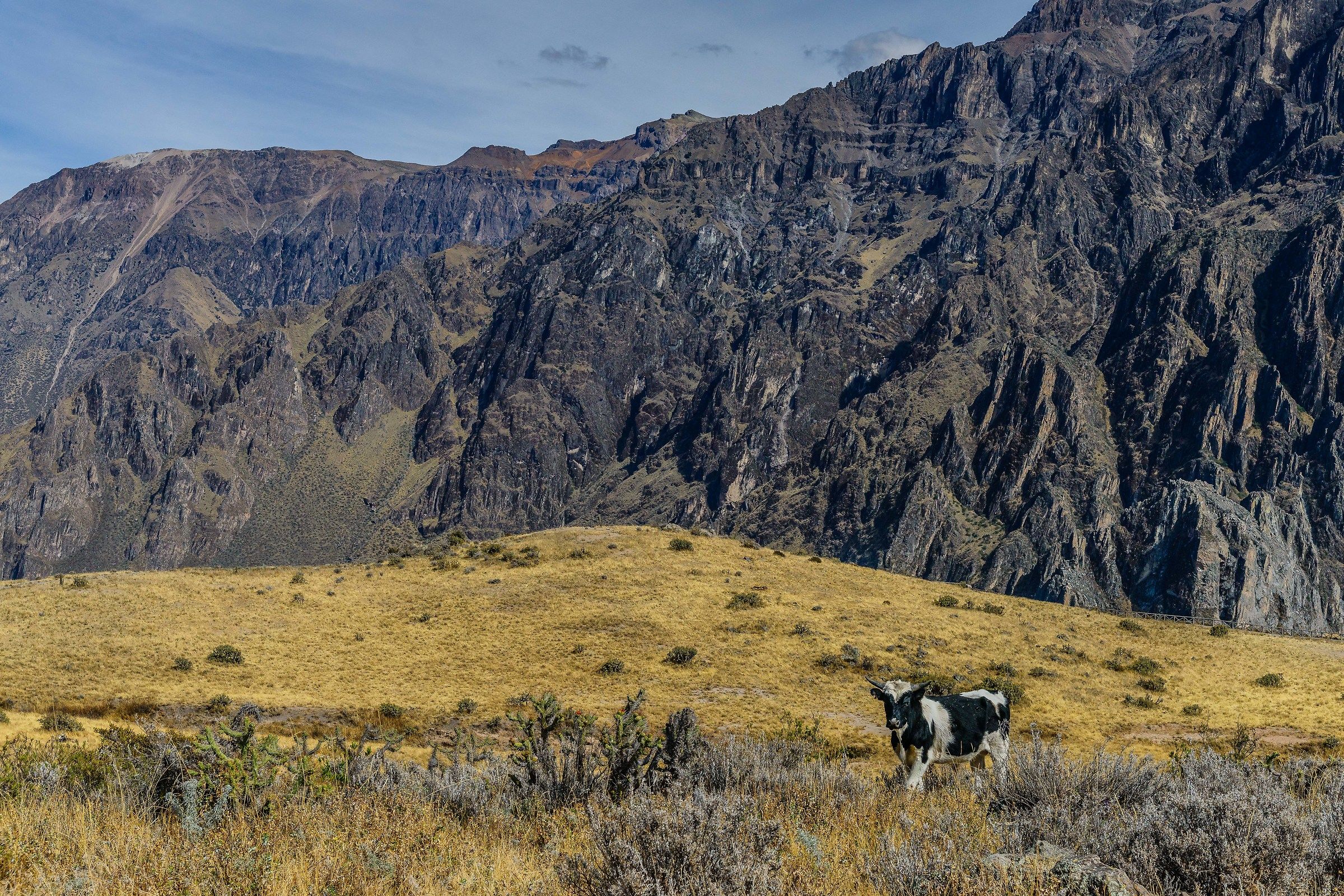 Canyon del Colca 4