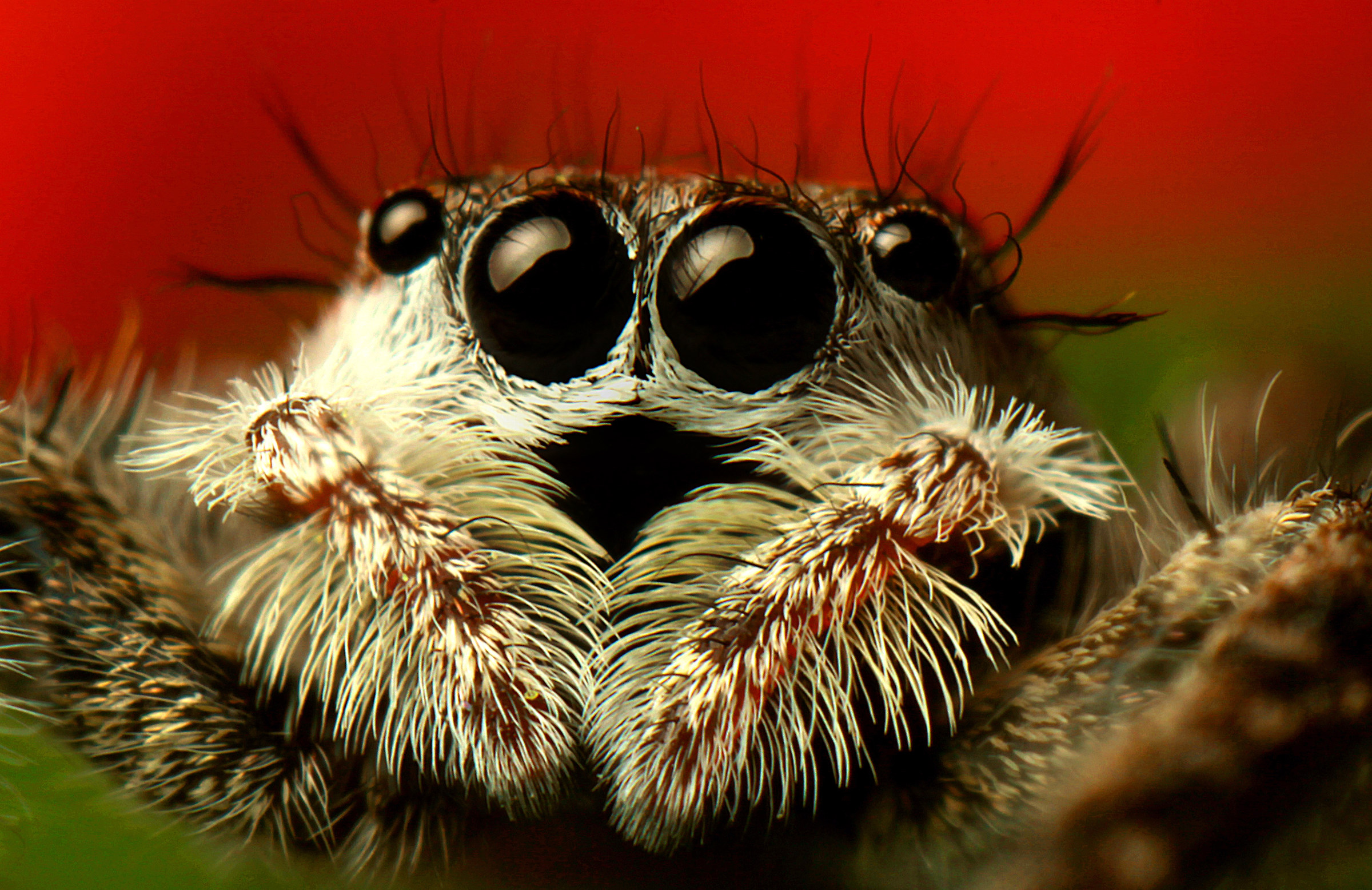 Ponticello della parete