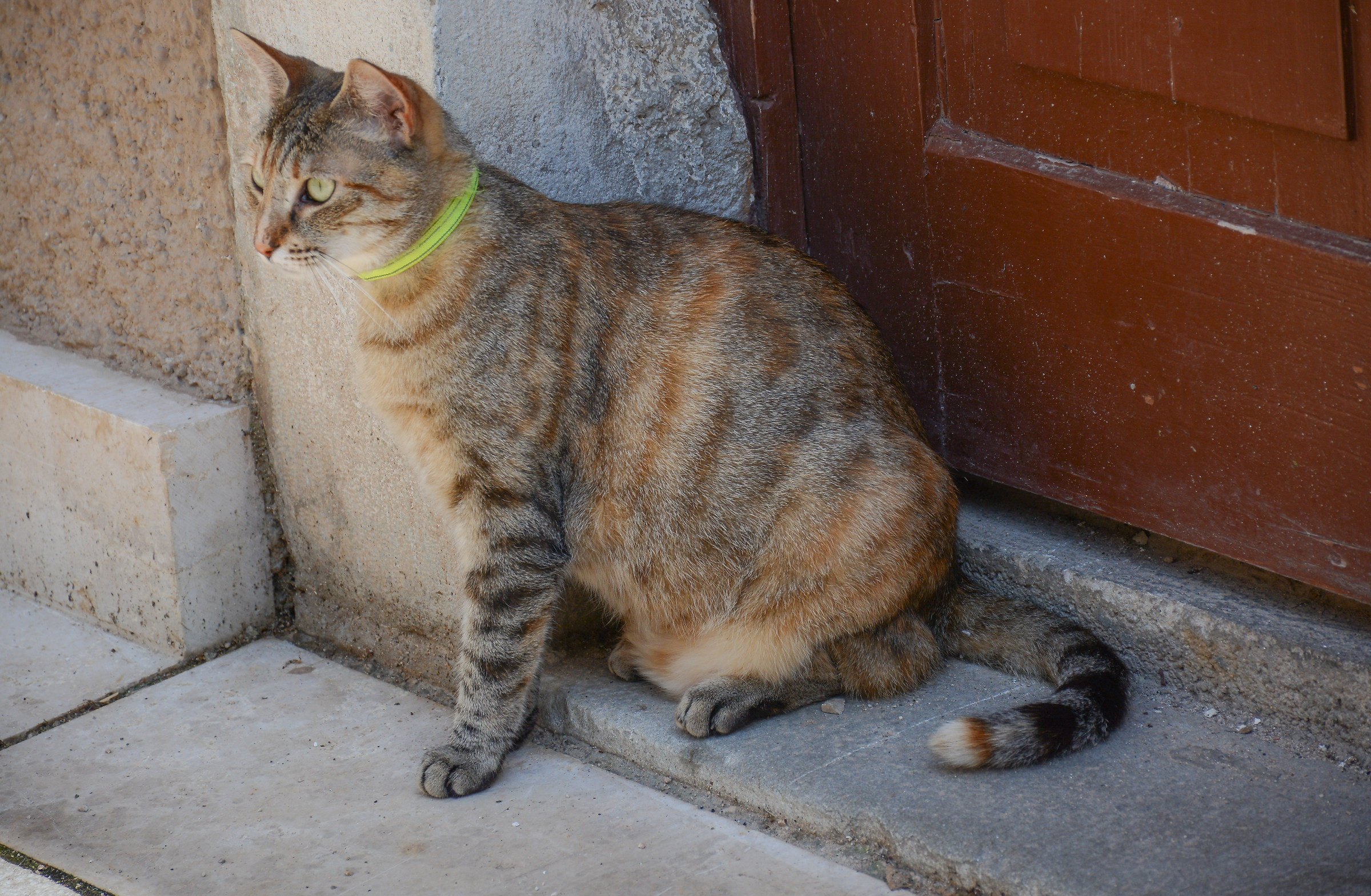 The Guardian of the house