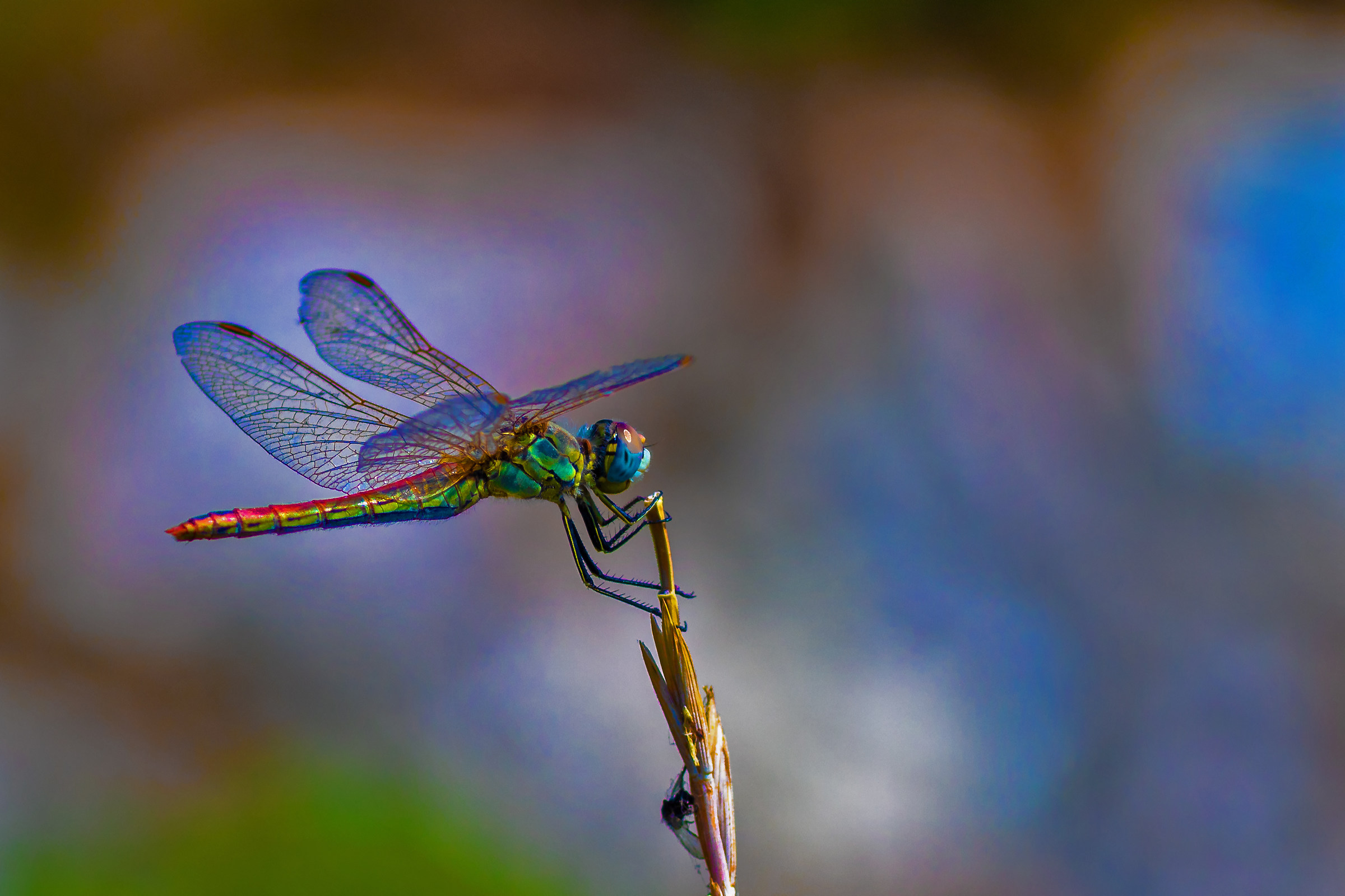 I tuoi occhi sono fari abbaglianti
