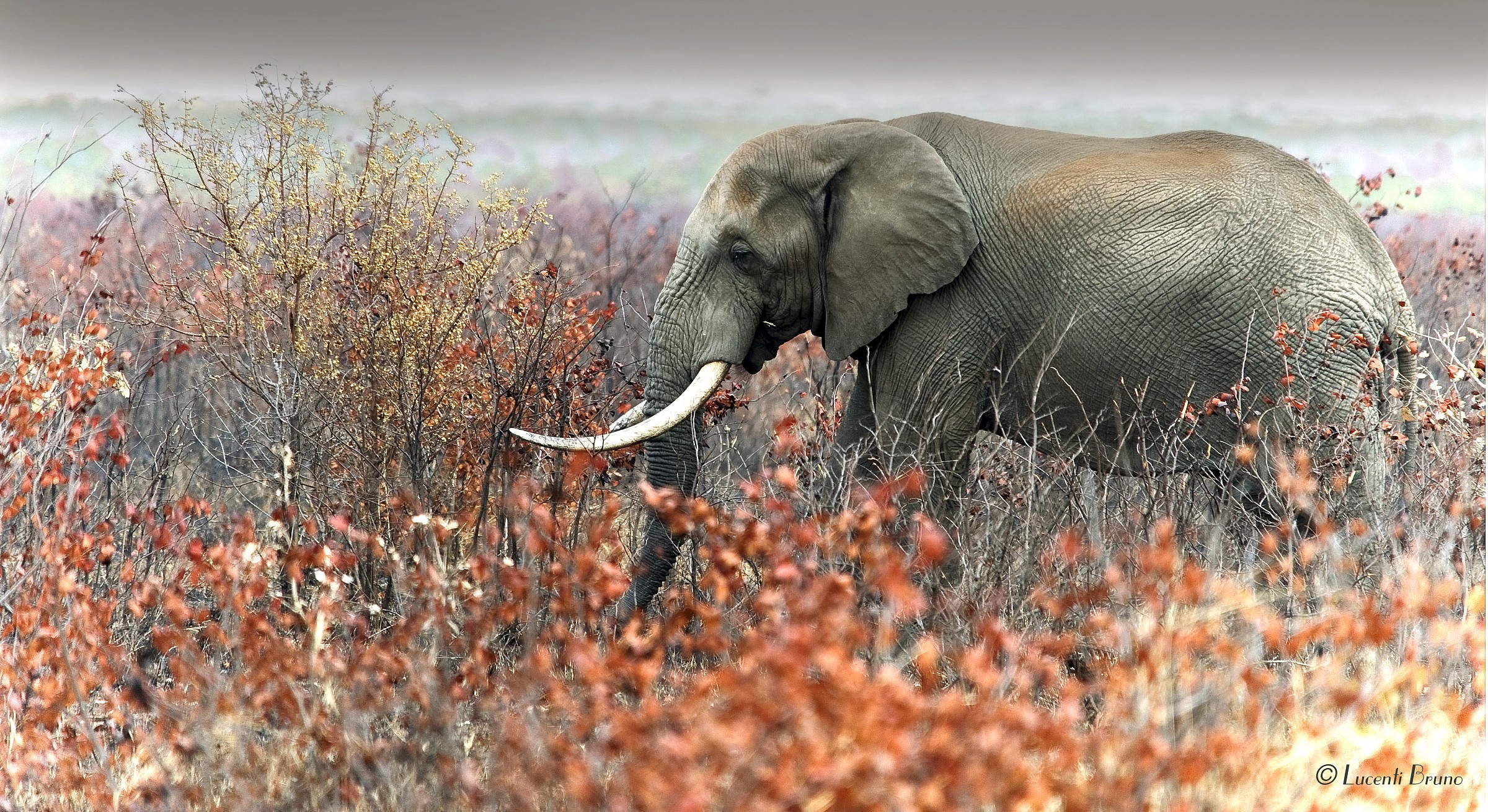 l'elefante e la stagione secca