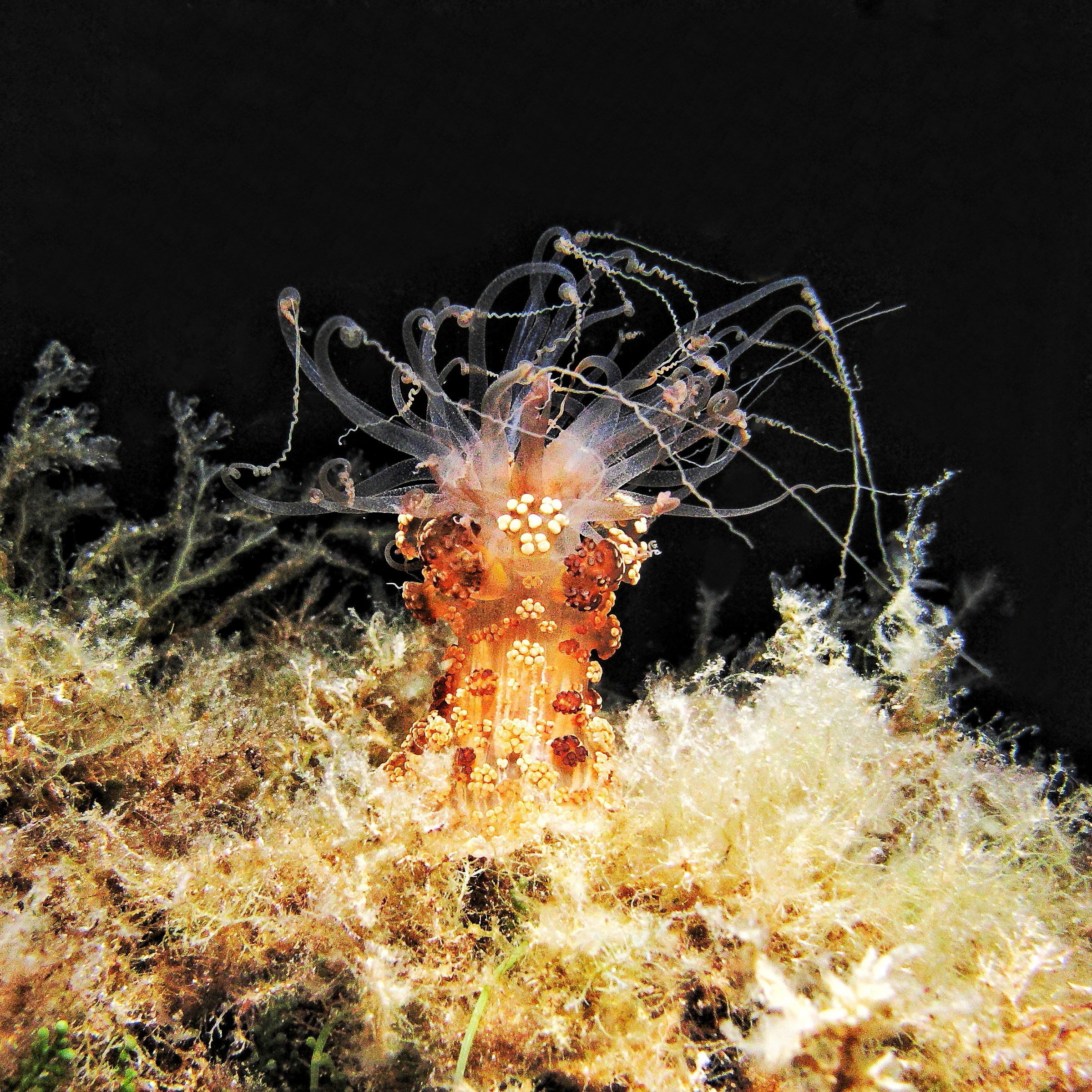 Alicia mirabilis, Santa Lucia Shoal, Elba Island