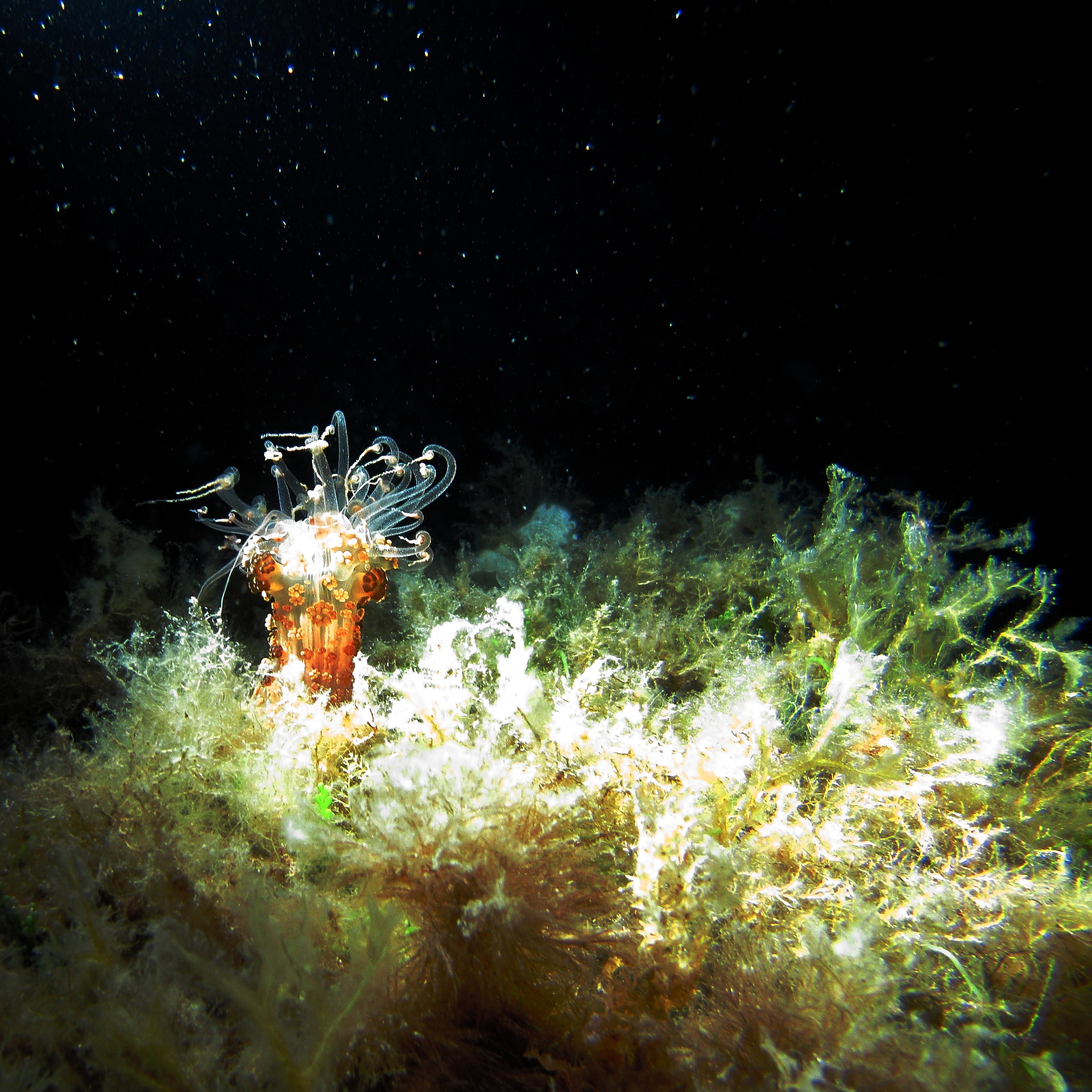 Alicia mirabilis, Santa Lucia Shoal, Elba Island