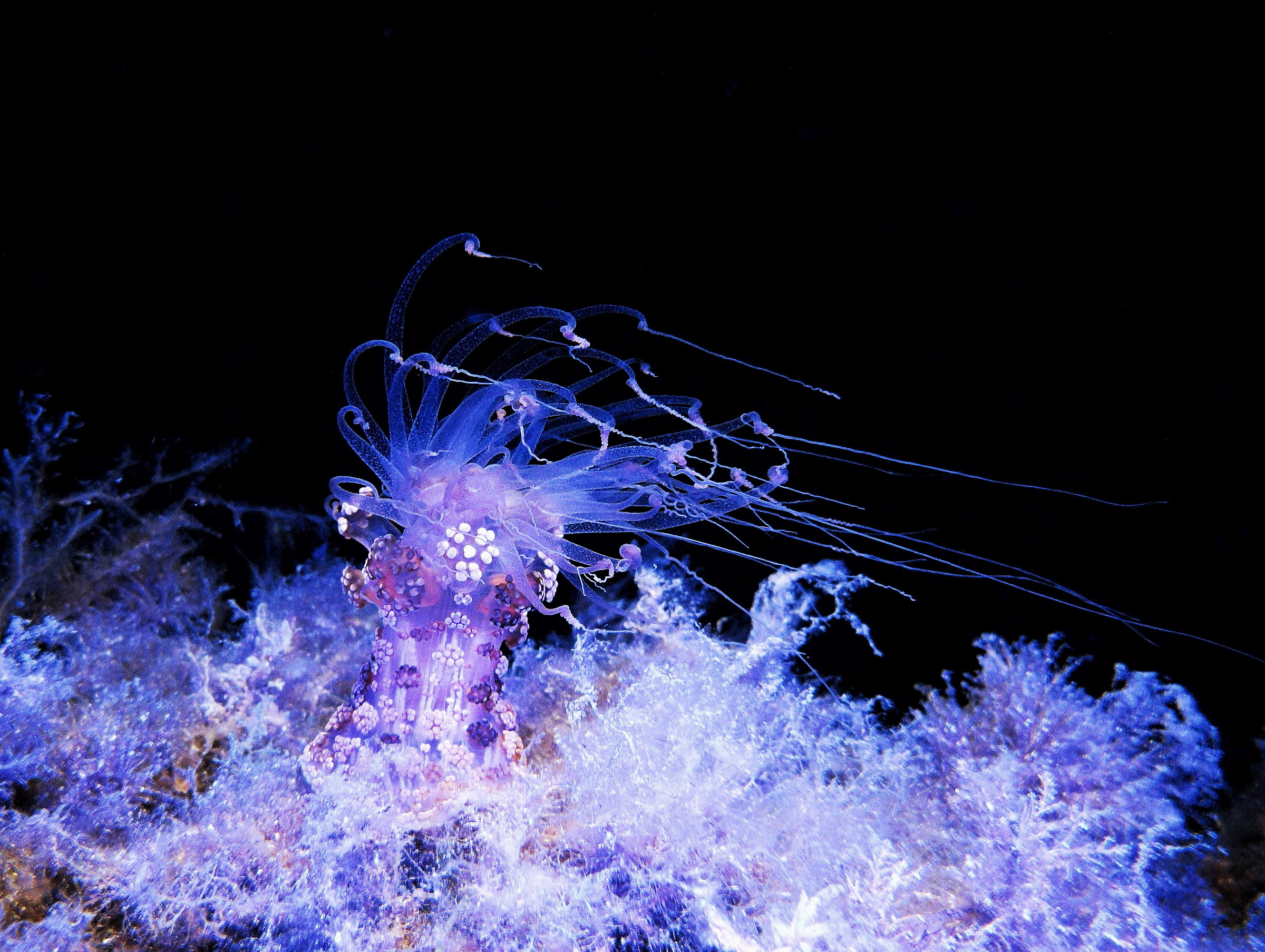 Alicia mirabilis, Santa Lucia Shoal, Elba Island