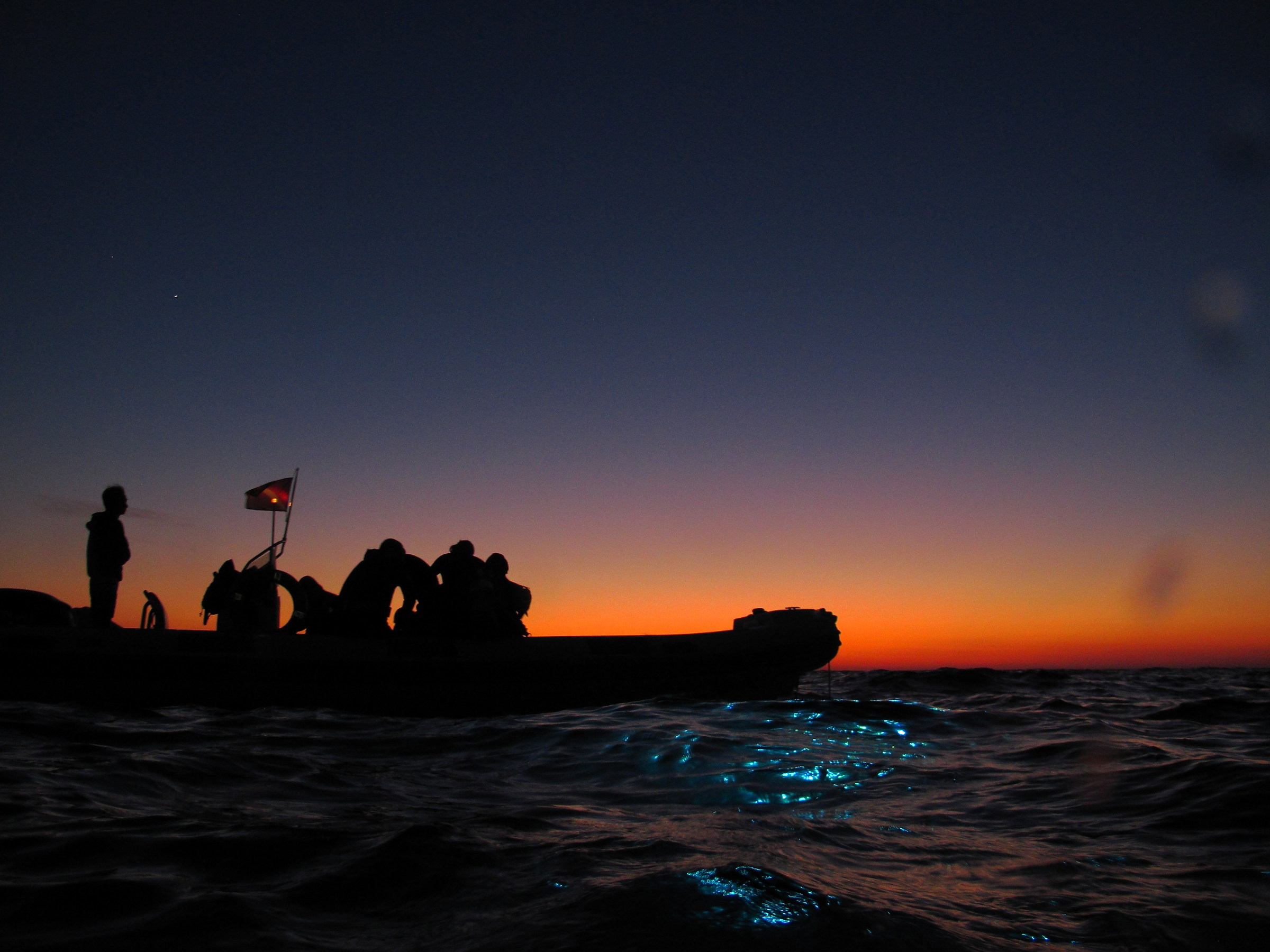 Sepia. Vesima, Genova, Italy