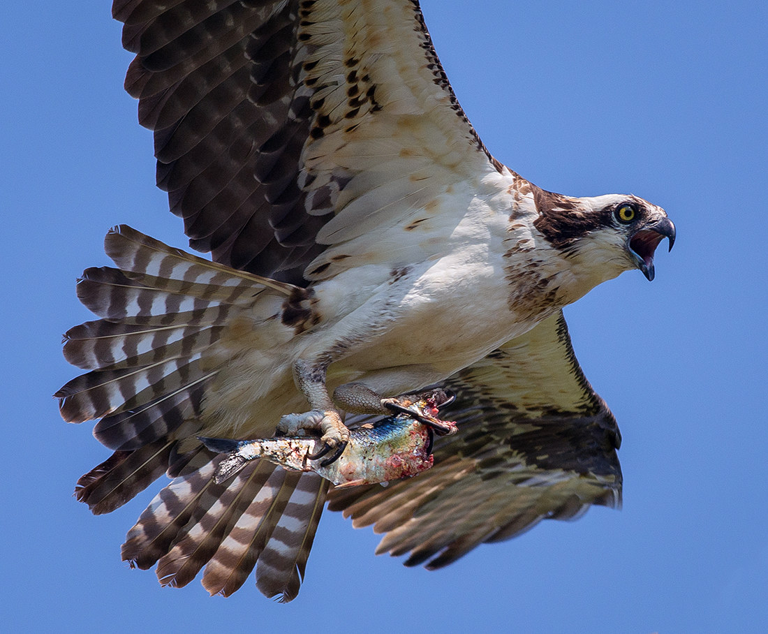 When ospreys fish