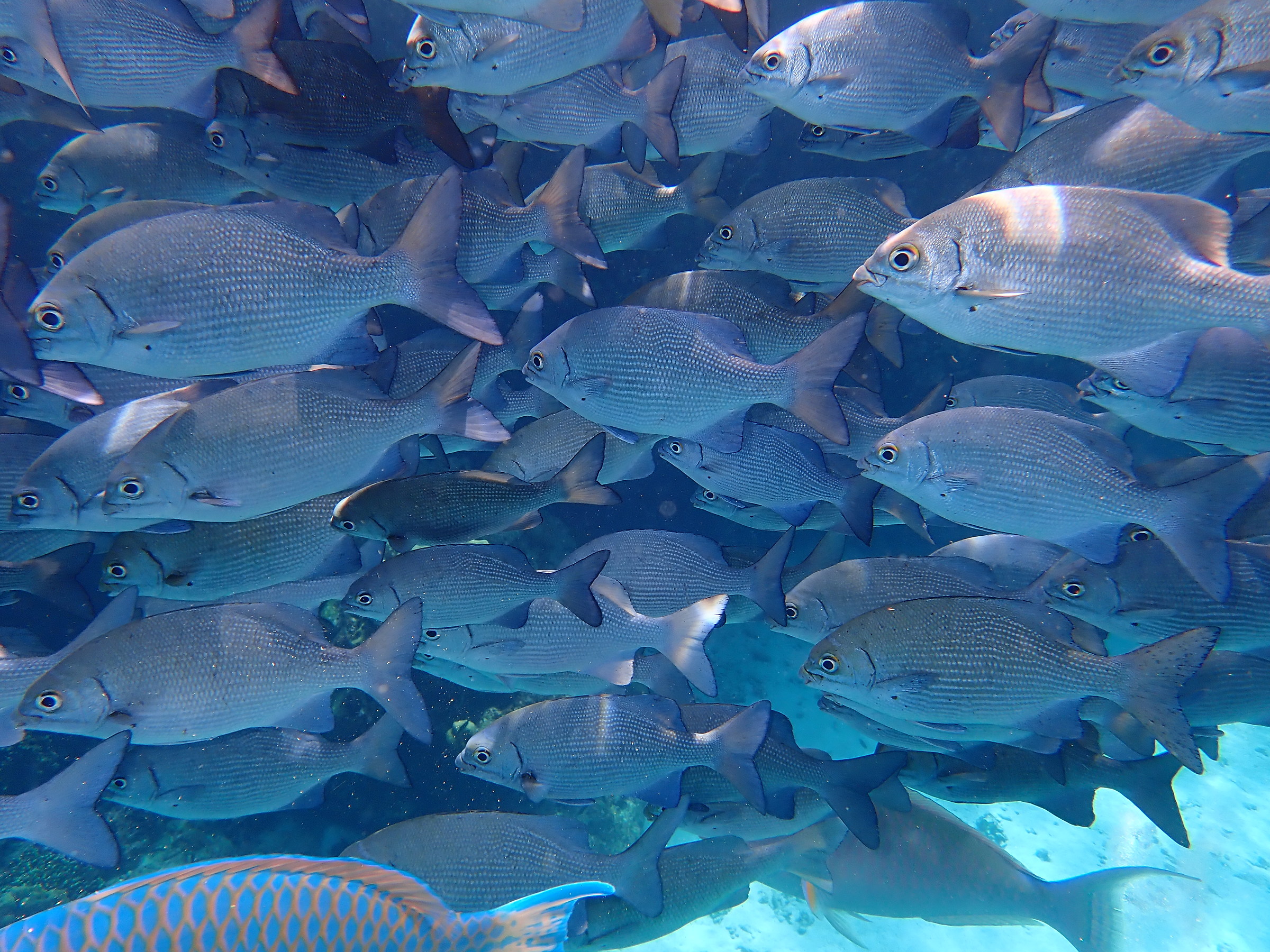 School of Fish in the Similan Islands
