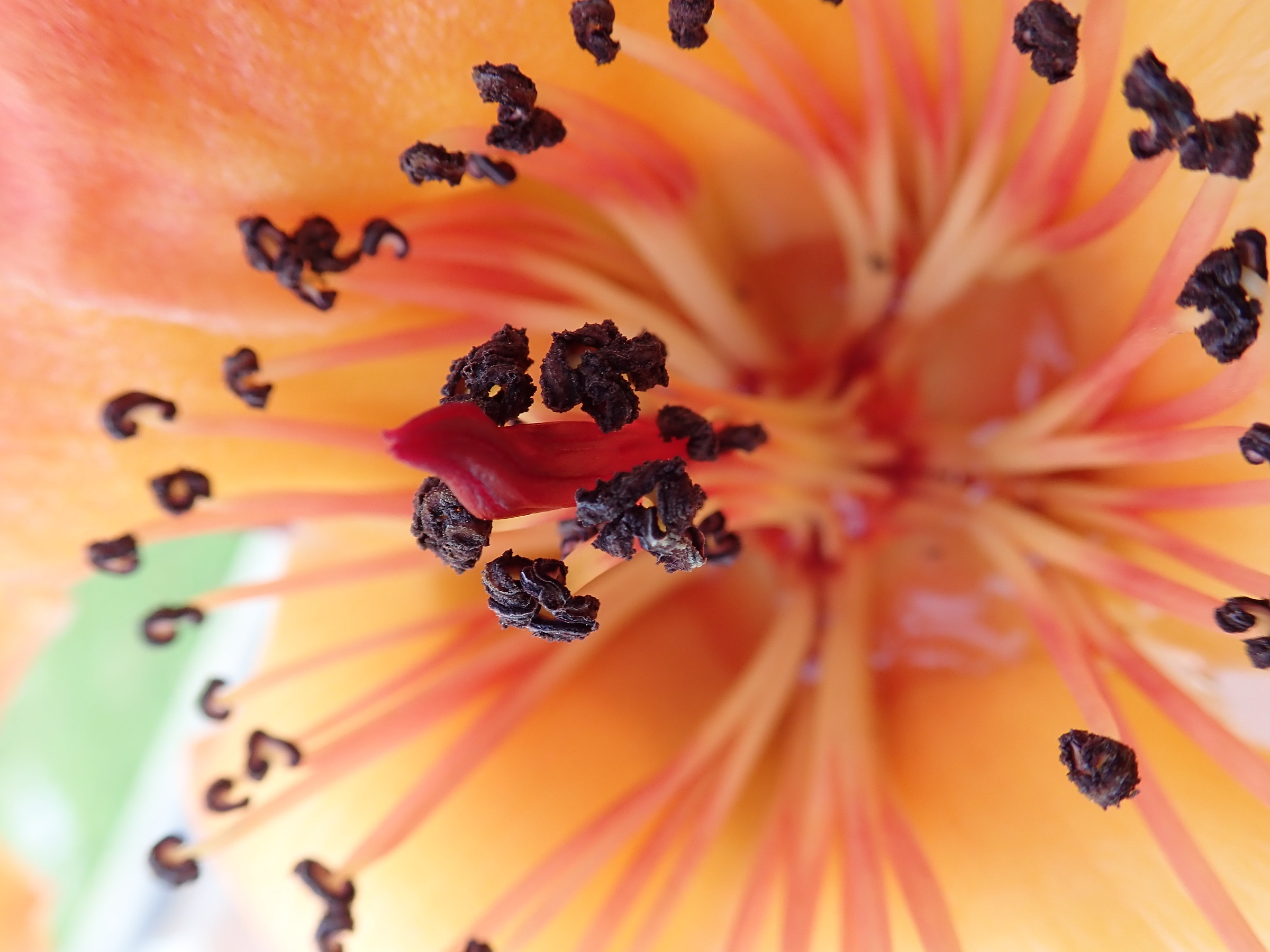 Red Cotton Tree Flowers-Bombax