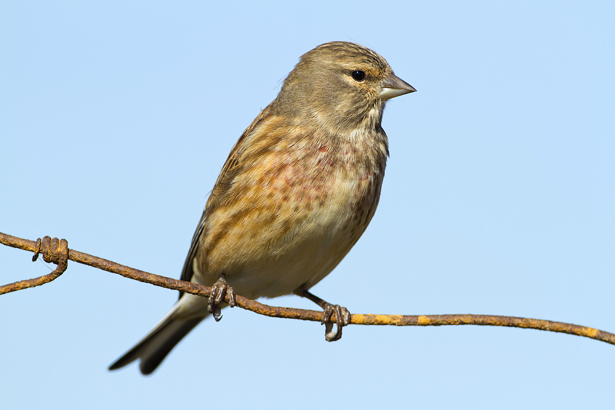 linnet ............