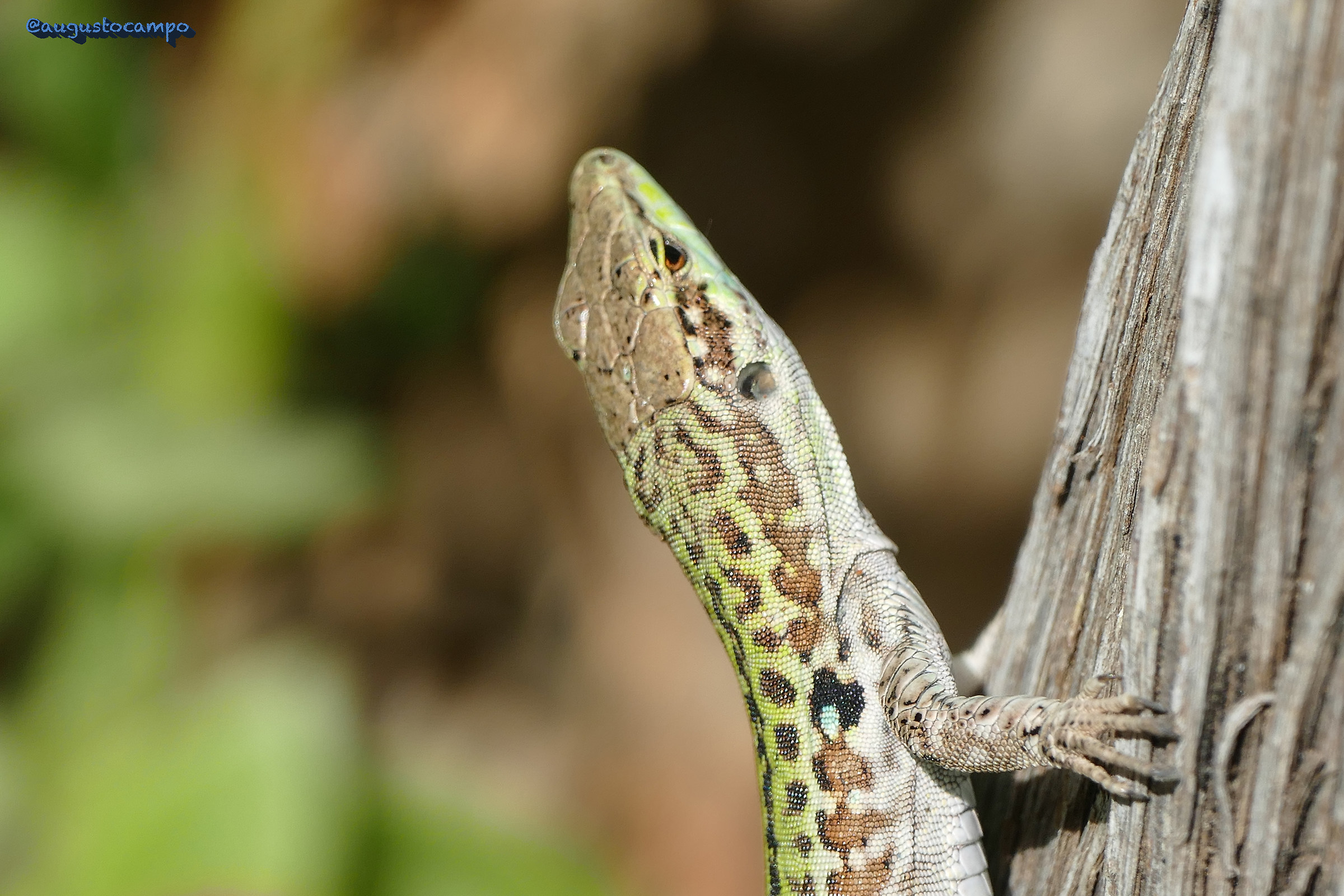 The profile of the lizard
