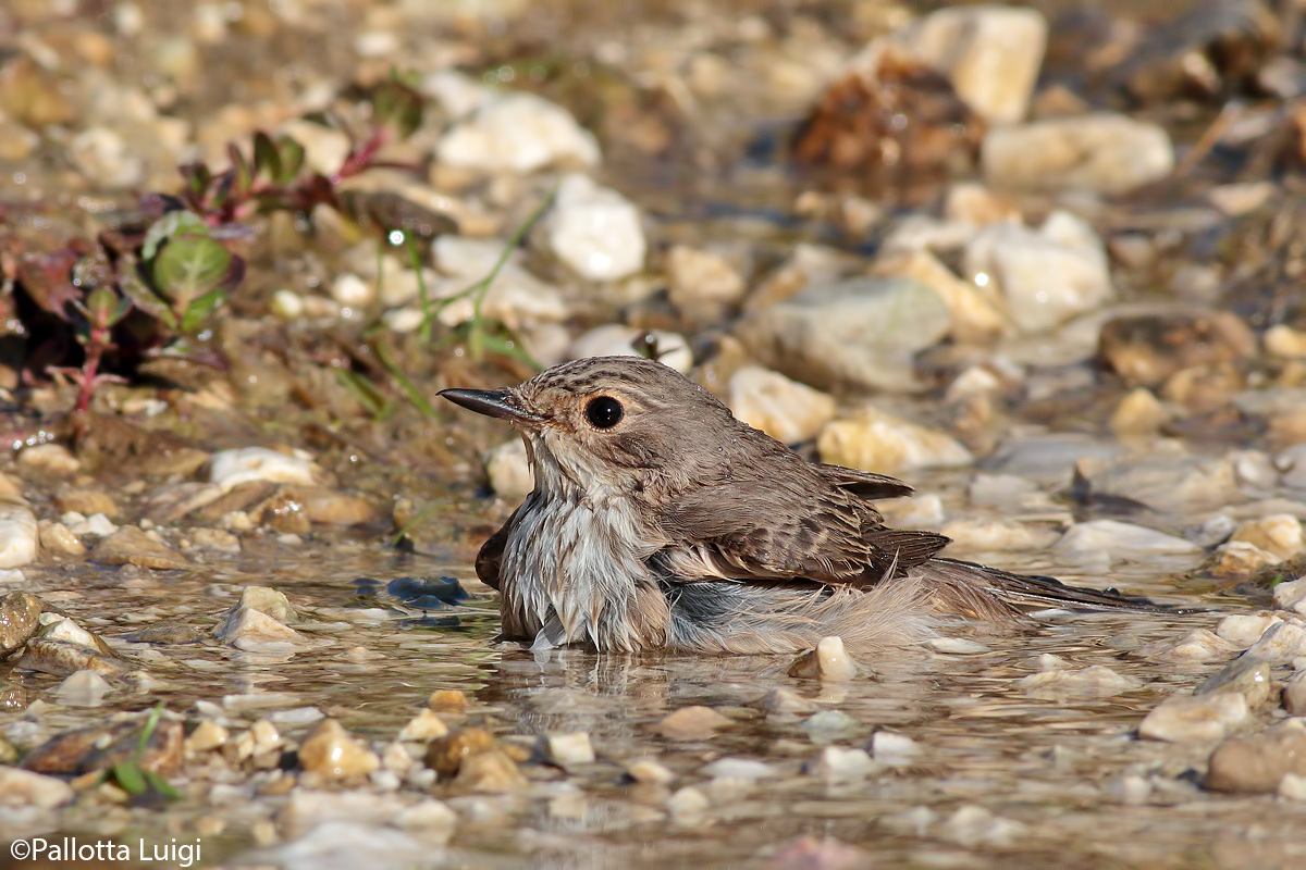 Pigliamosche (Muscicapa striata)