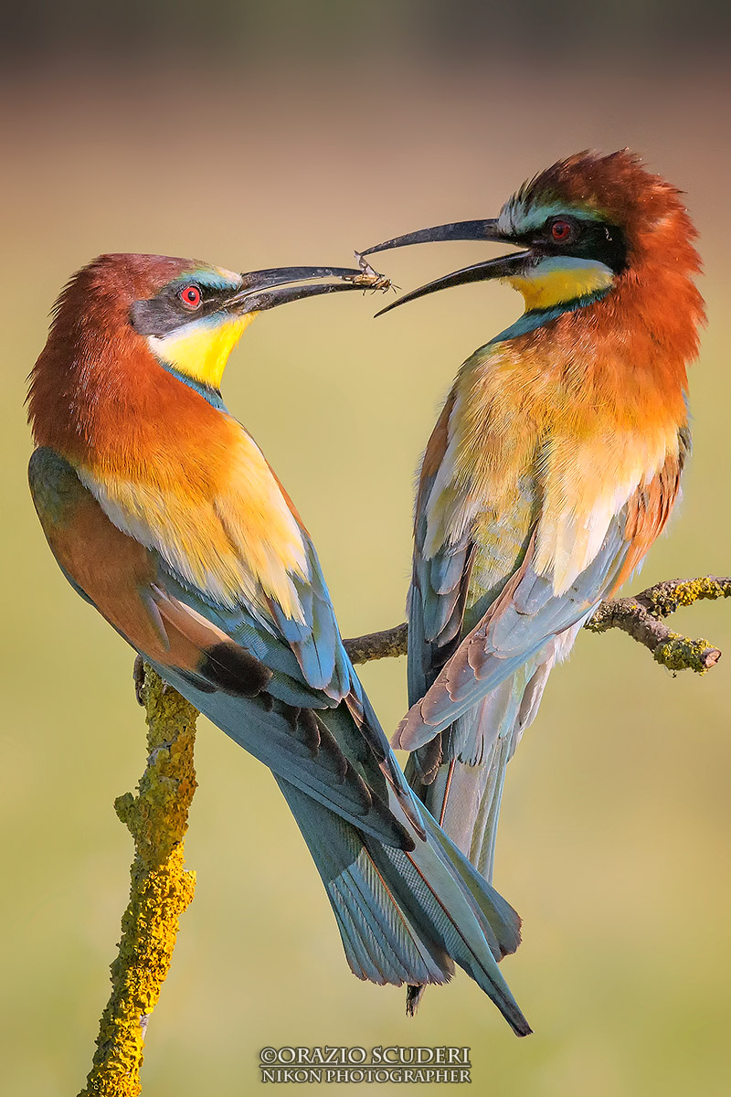 Merops apiaster