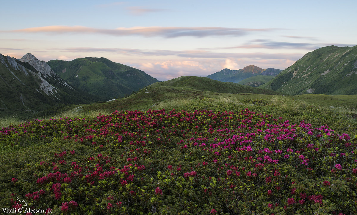 Rododendri