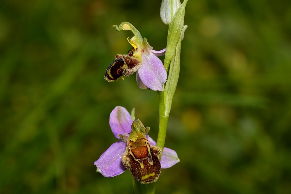 Ophrys apifera