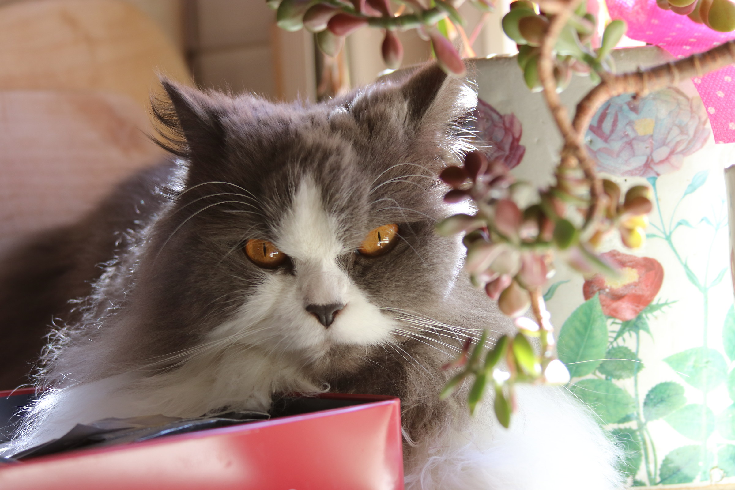 Sissi, the cat: Find the Intruder