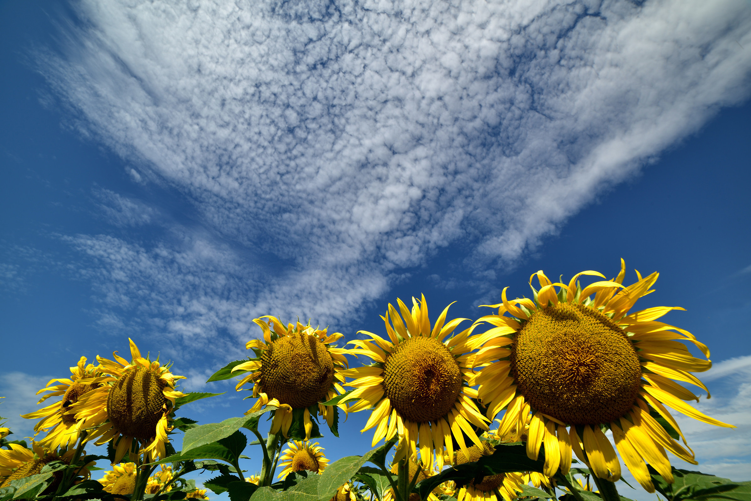 Yellow in Franciacorta (Bs).