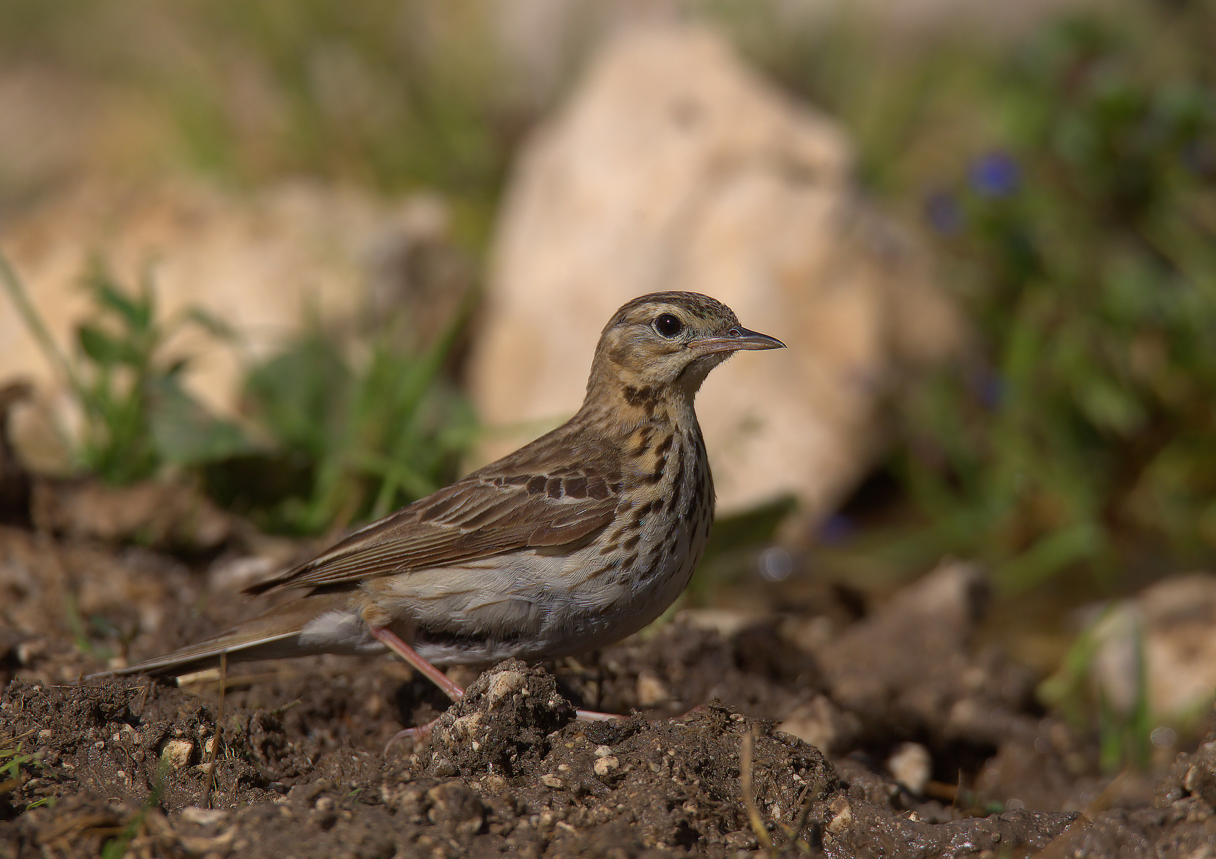 Pipit
