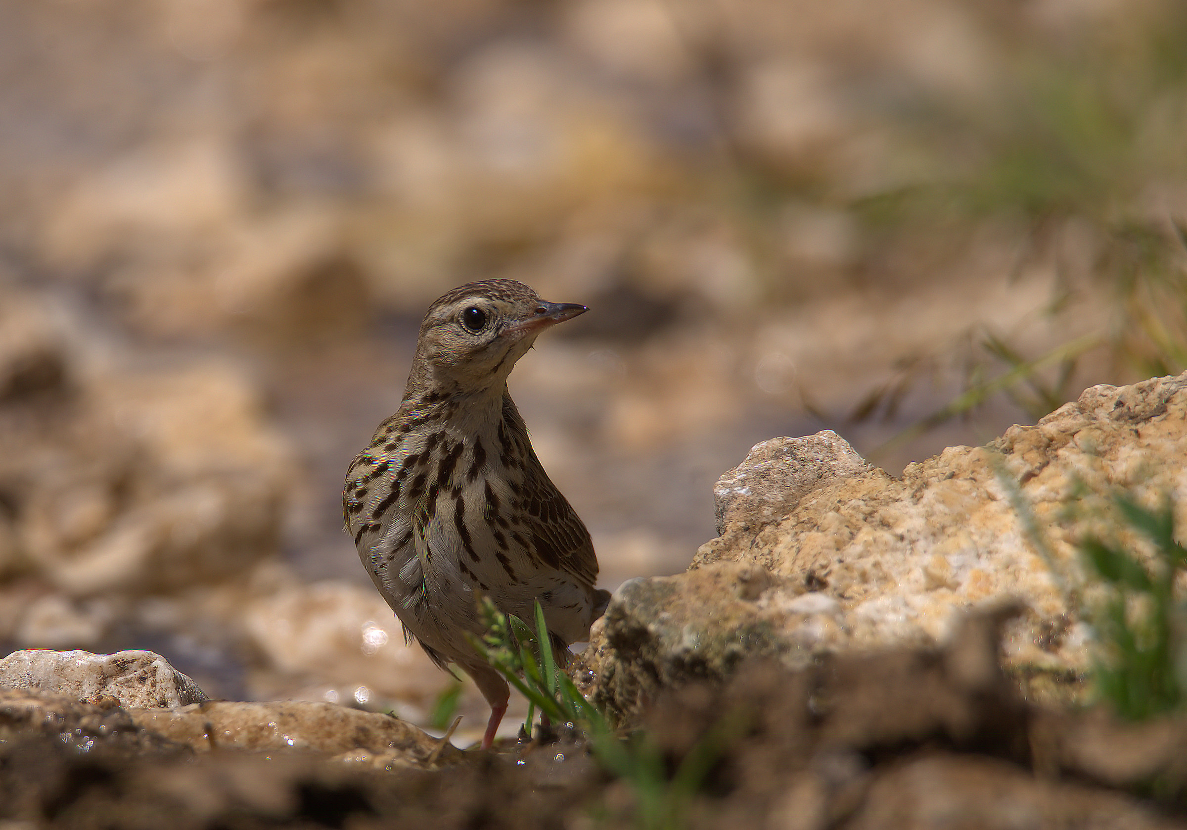 Pipit