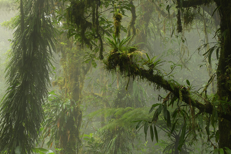 Monteverde cloud forest