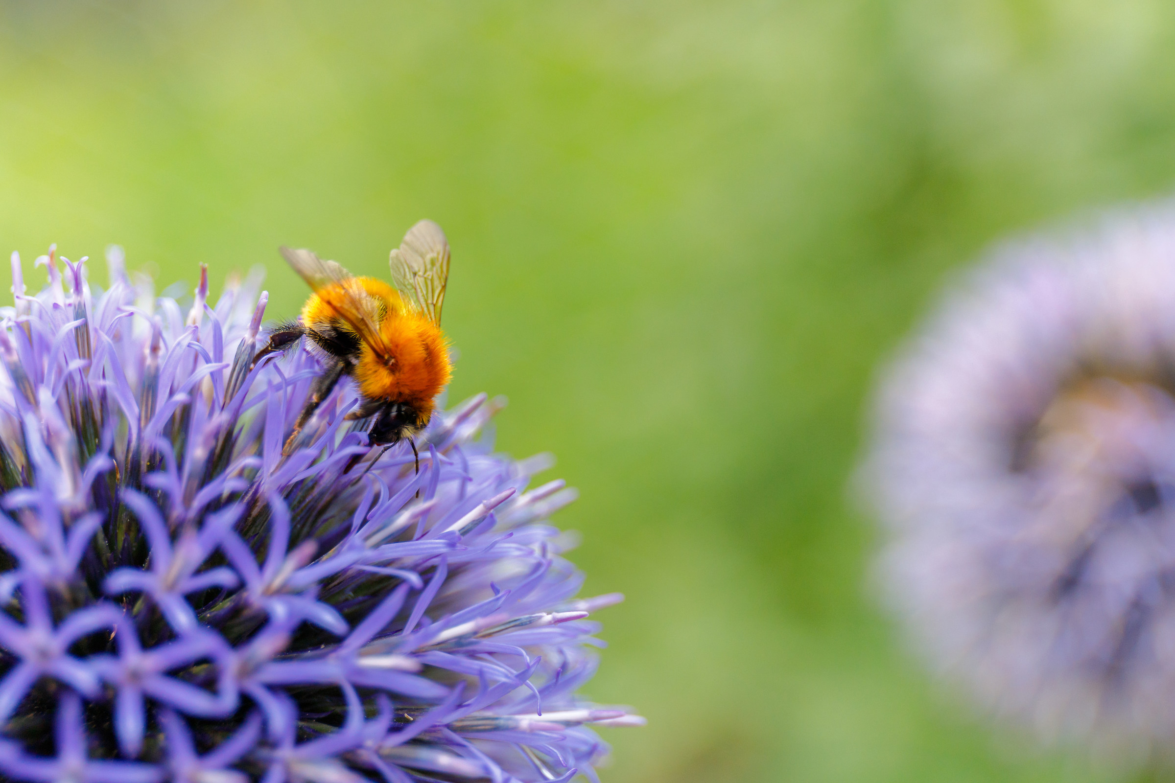 Succhia succhia che mai si consuma