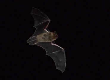 Pipistrellus kuhlii
