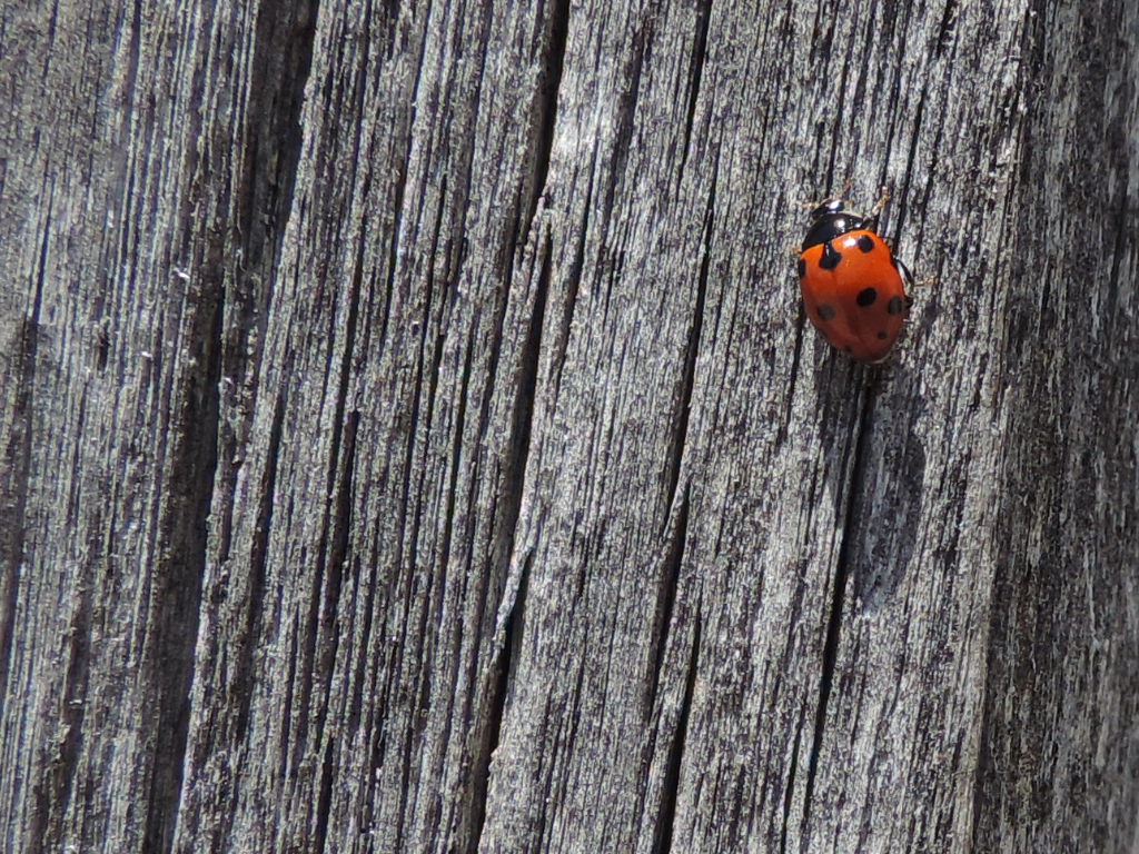 Coccinella