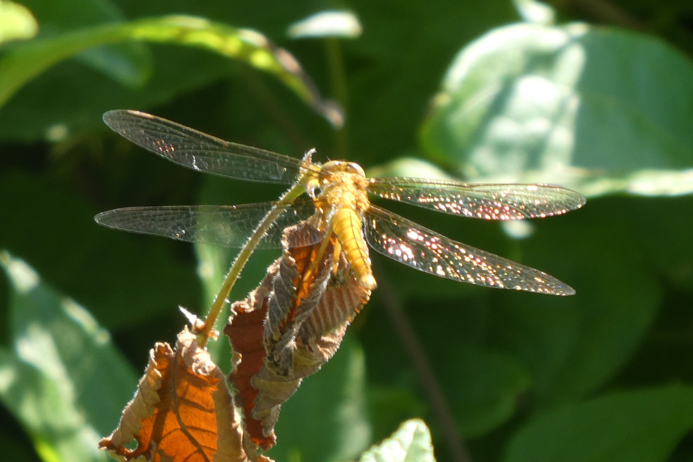 Libellula