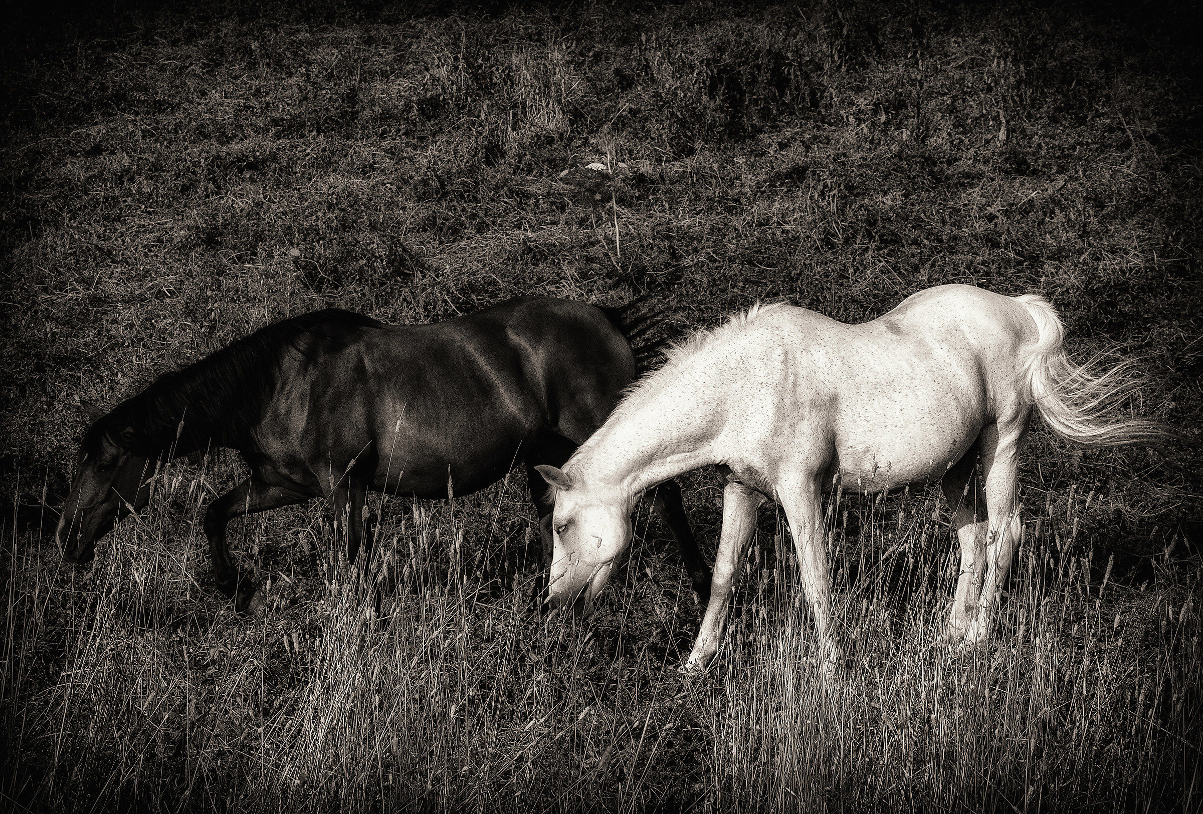 Black&White in Bianco&Nero