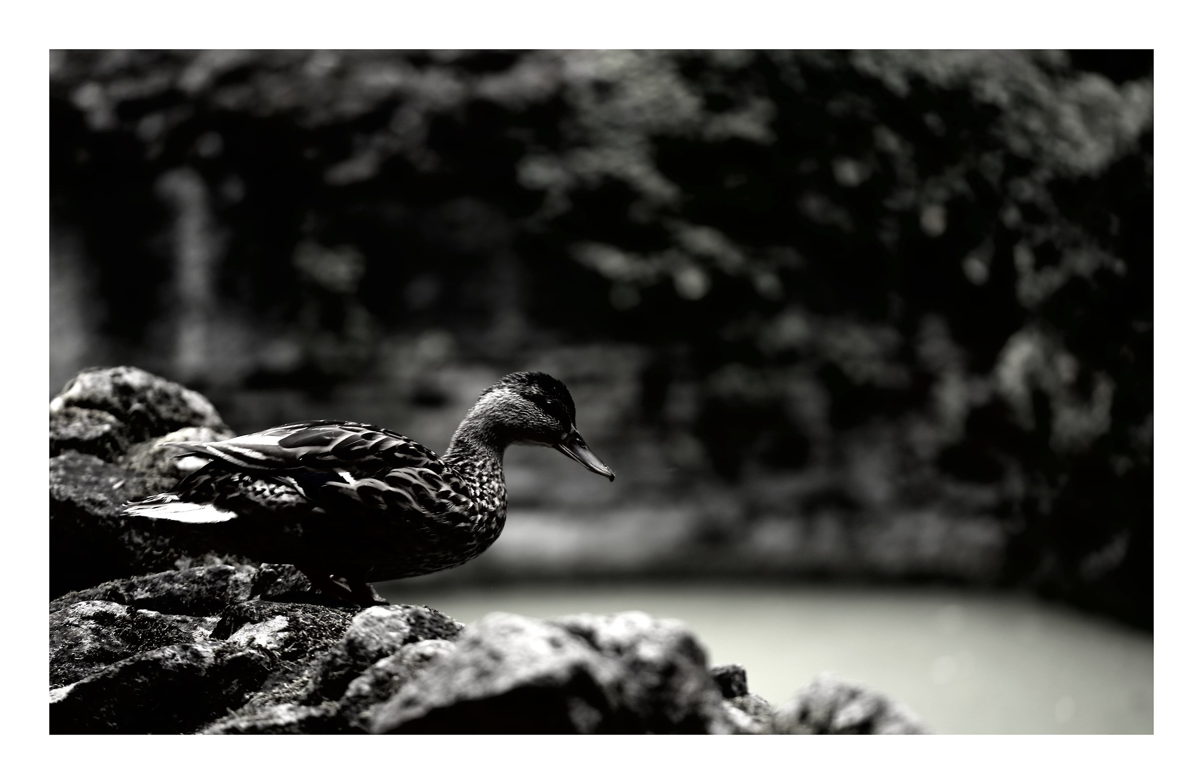 Am I going to jump or not?