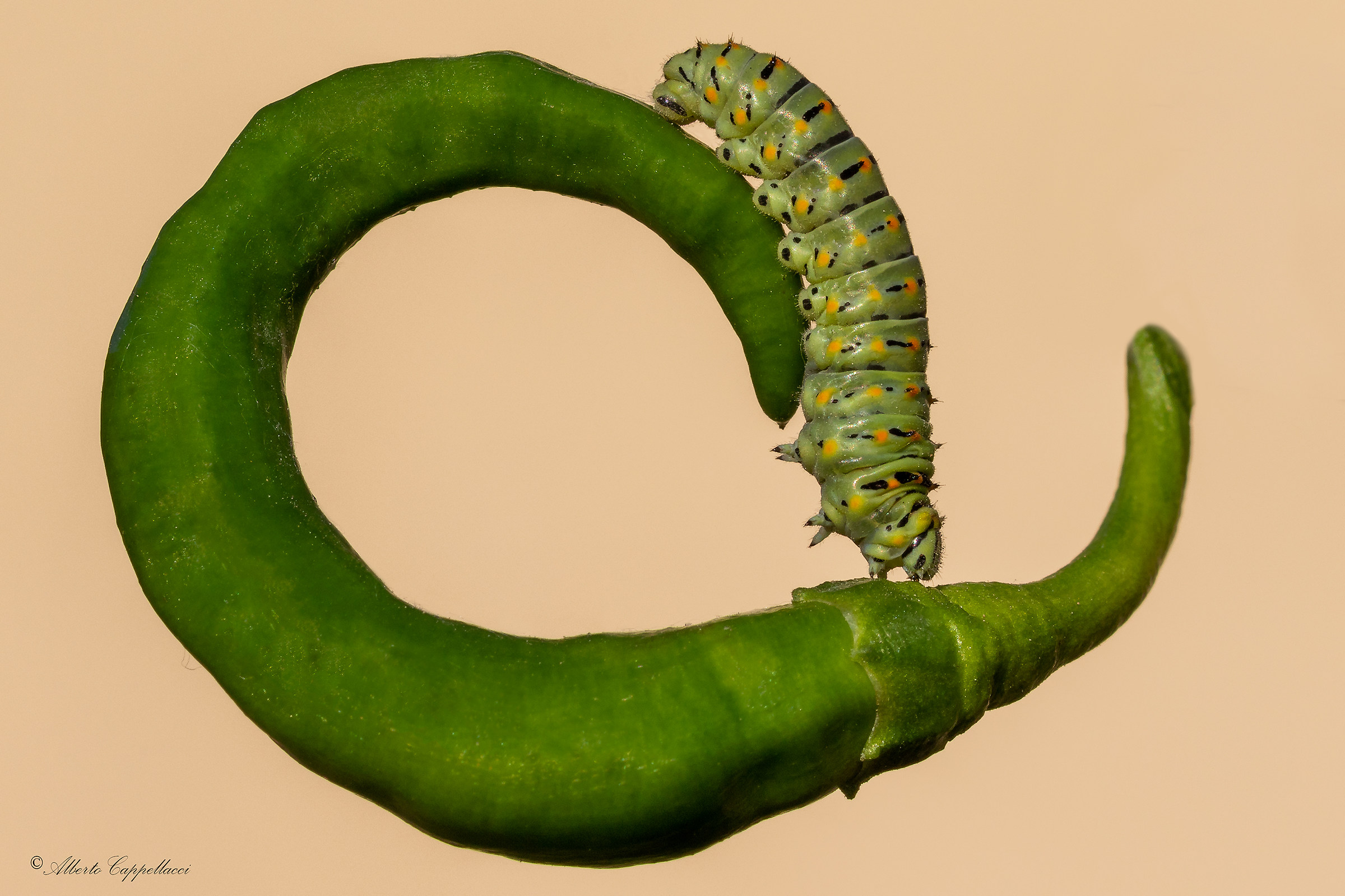 CATERPILLAR Chili