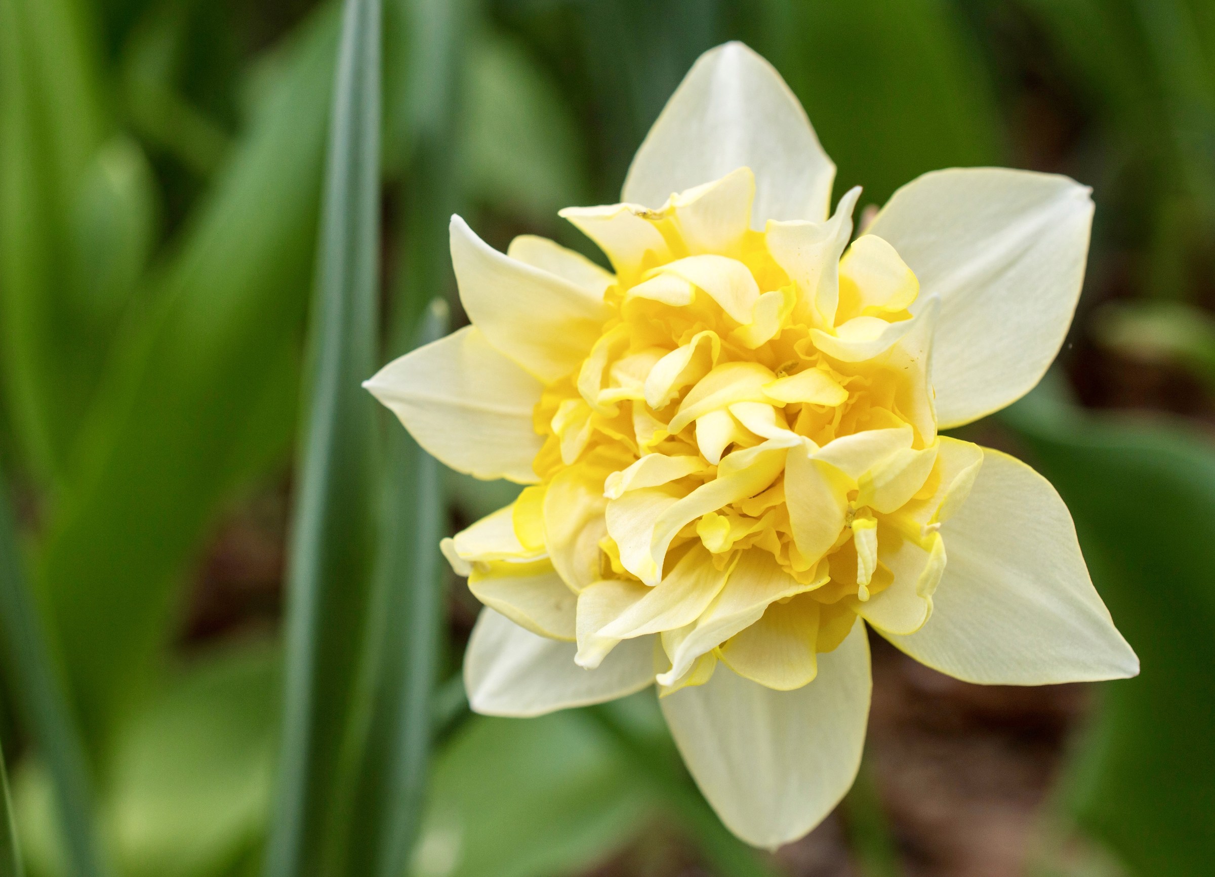 Spettinato nel giardino