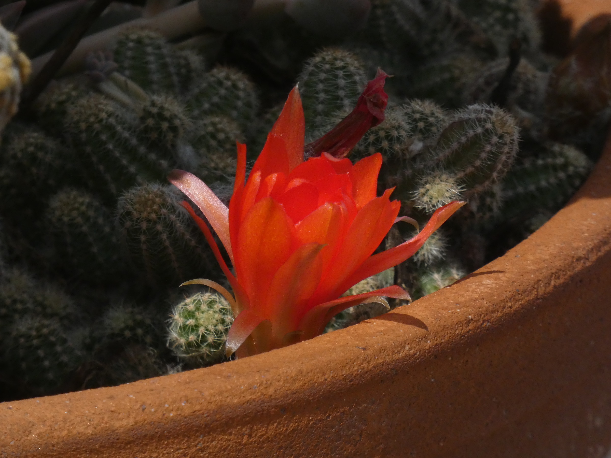 A flower between the thorns