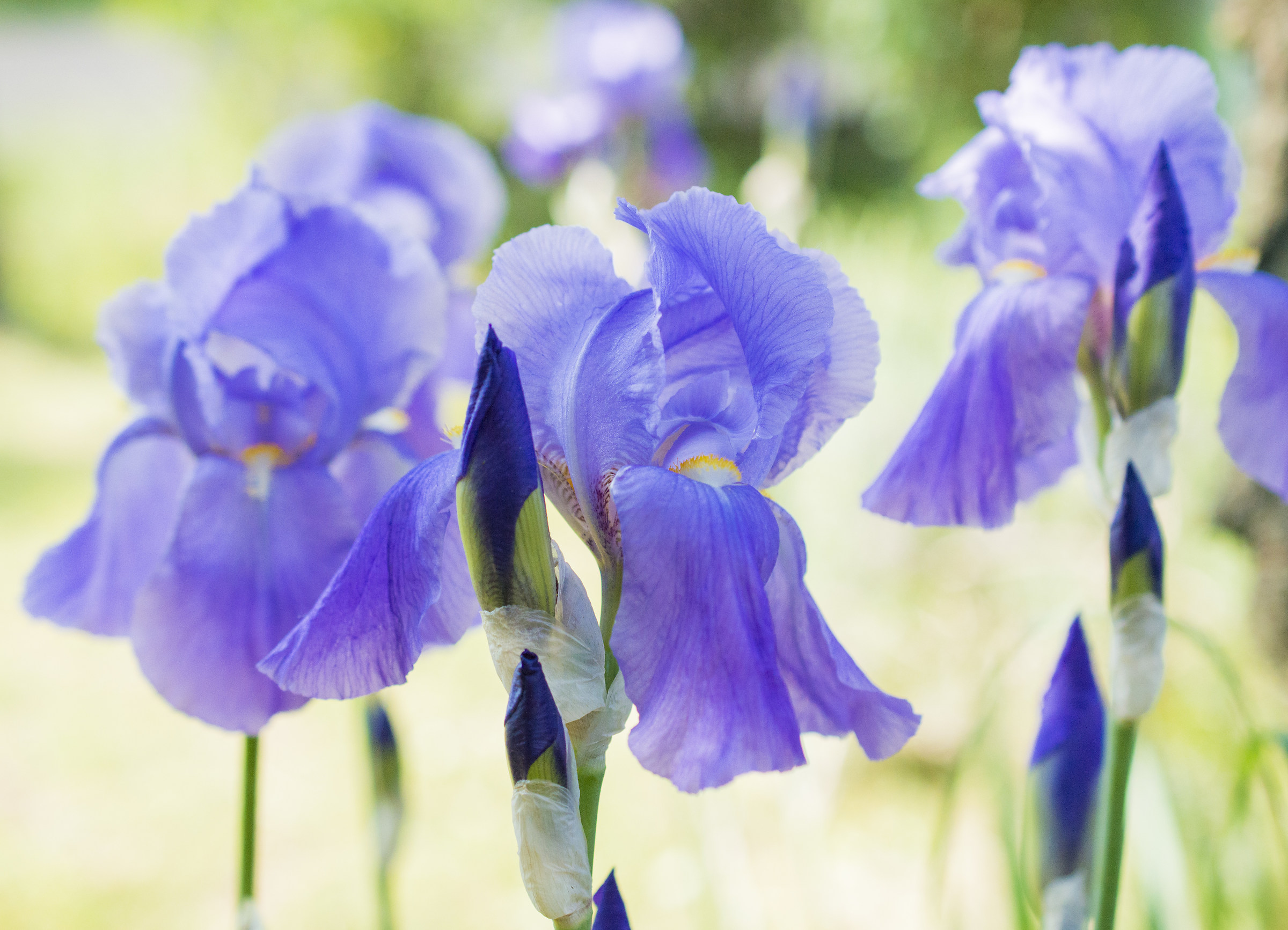 Beauties under the Sun